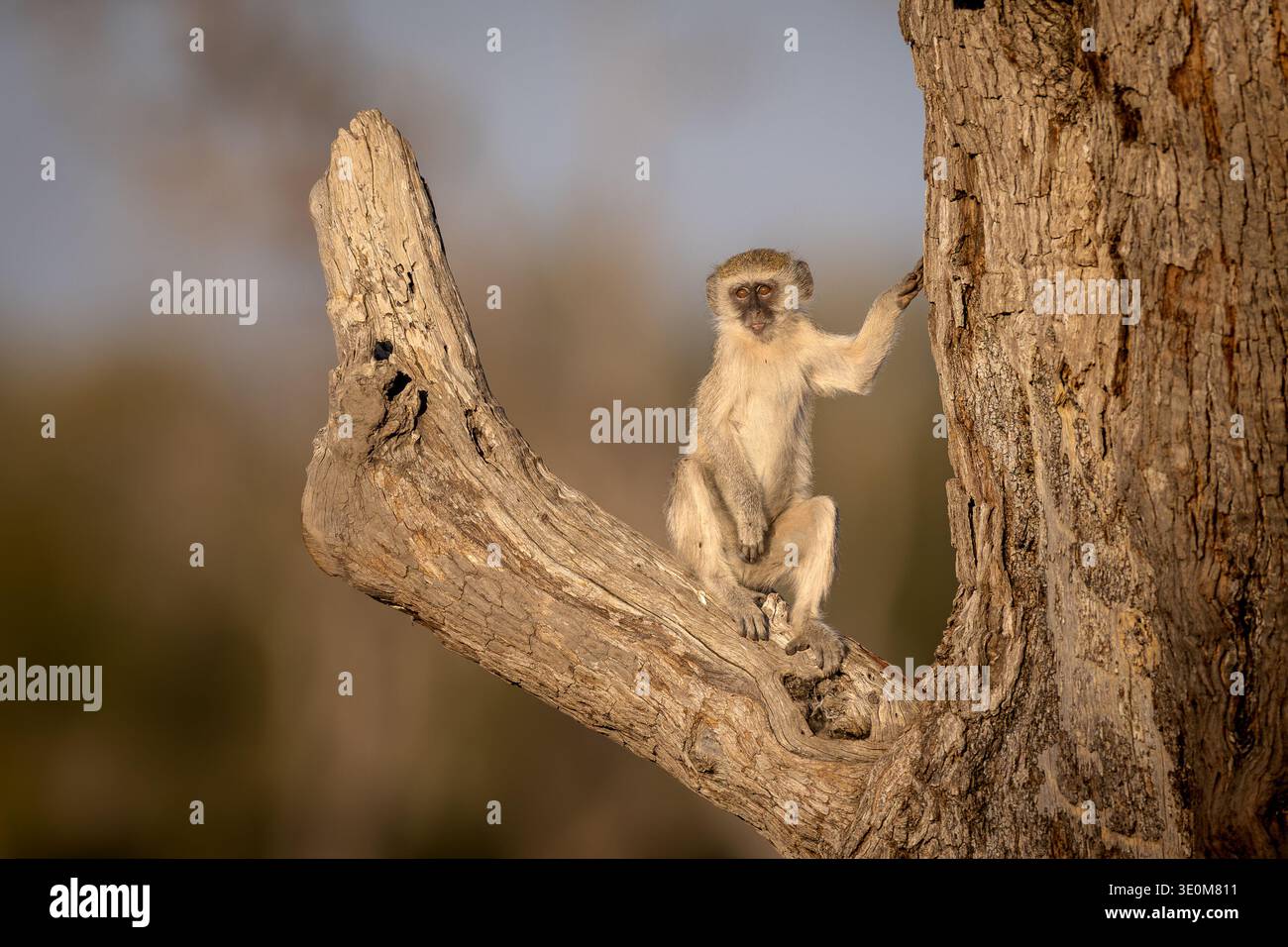 Vervet Affe (Chlorocebus pygerythrus) hob auf einem Baumstamm und schaute in freier Wildbahn am Chobe River in Botswana auf die Kamera. Afrikanischer Primatenschuss. Stockfoto