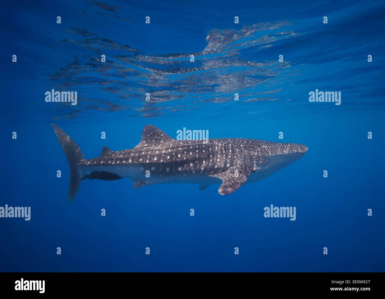 Der Walhai Rhiniodon Typus ist die weltweit größte Fischart. Baucau, Demokratische Republik Timor-Leste, Indopazifischer Ozean. Stockfoto