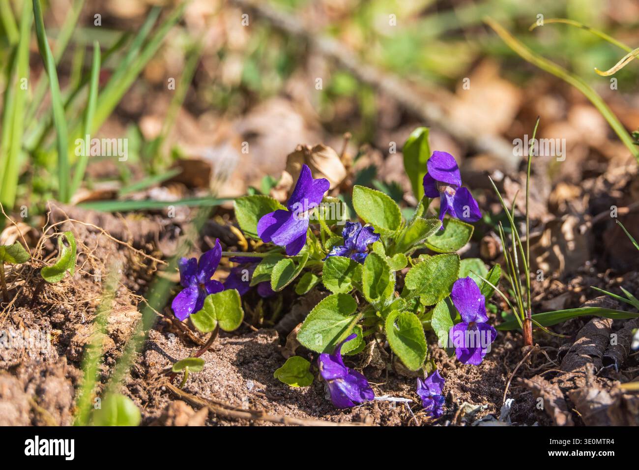 Veilchen Wildblumen im Frühling Stockfoto