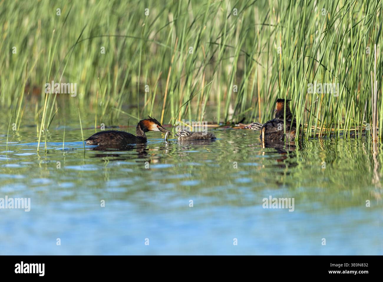 Great Crested Grebe; Podiceps cristatus; mit Young; UK Stockfoto