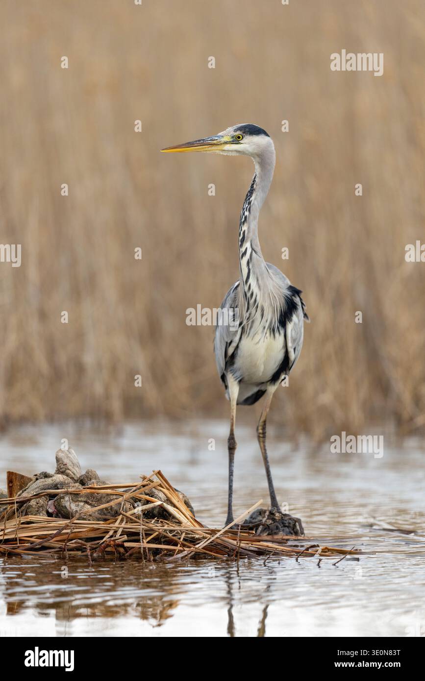 Graureiher; Ardea Cinerea; UK Stockfoto