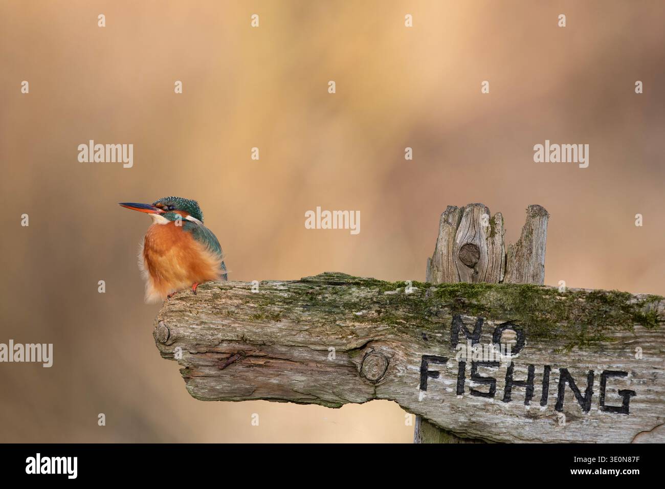 Kingfisher; Alcedo atthis; thront auf No Fishing Sign; UK Stockfoto