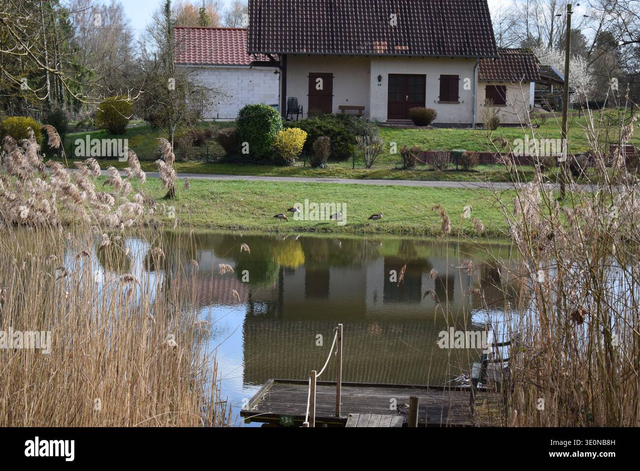 Ägyptische Gänse am Spiegel ruhig reflektierender See im Frühling Stockfoto