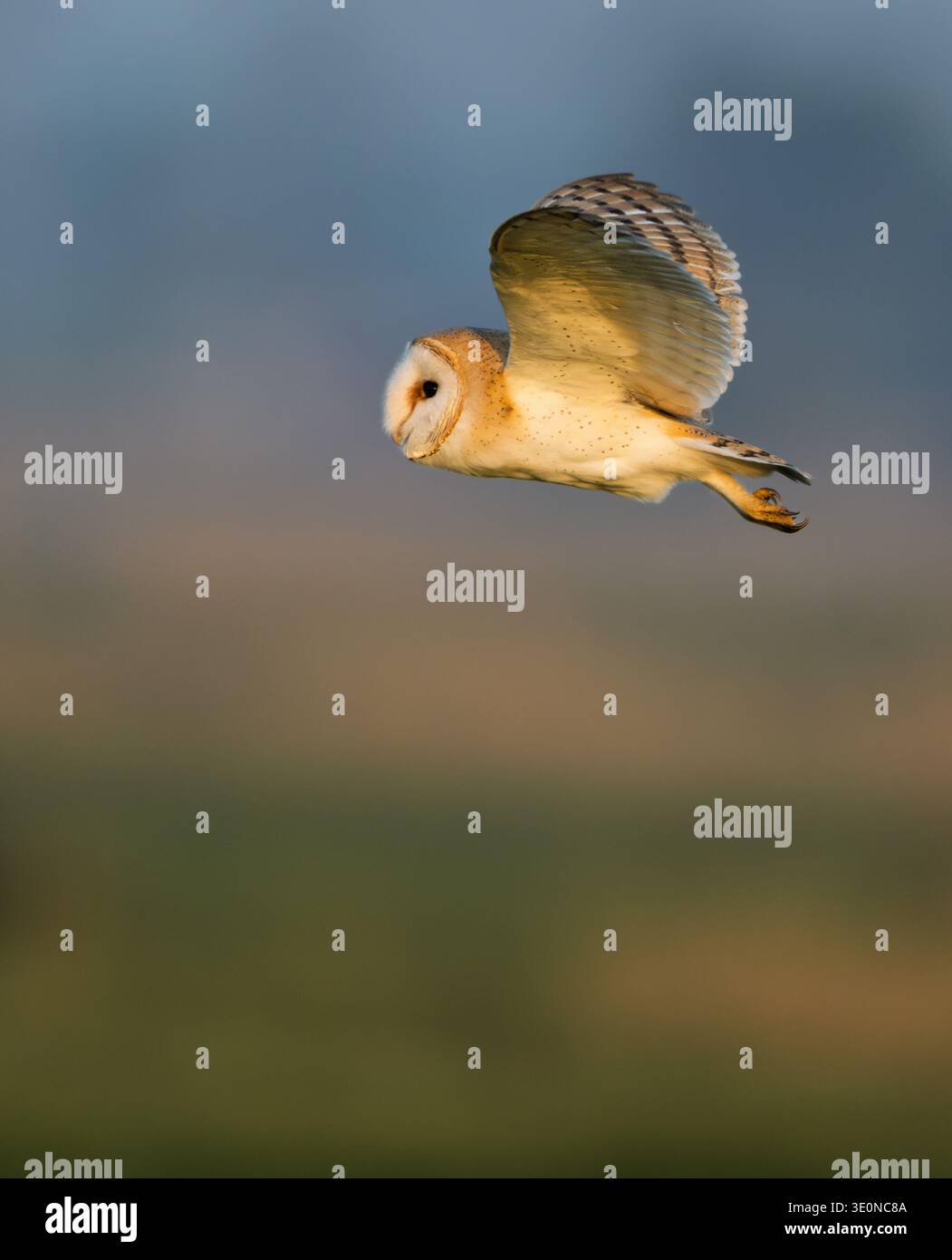 Eine wilde Scheuneneule (Tyto alba) im Flug in goldener Sonne am späten Nachmittag, Norfolk Stockfoto