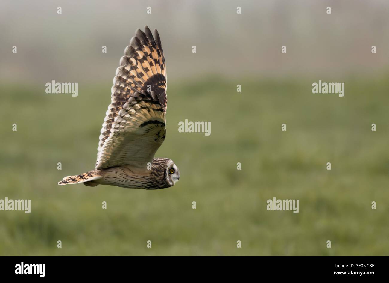 Eine Kurzohr-Eule (Asio Flammeus) jagt am frühen Morgen, Norfolk Stockfoto