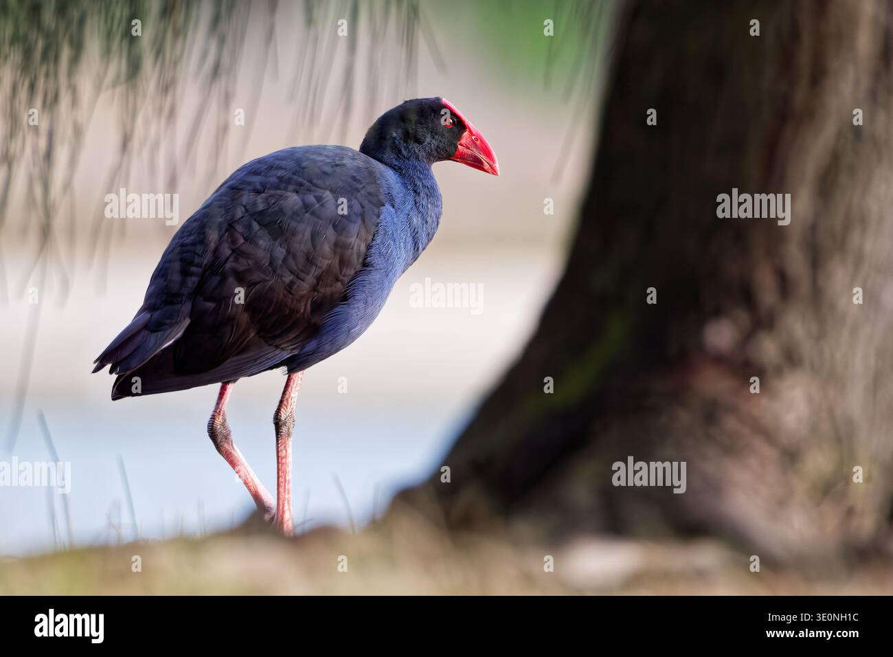 Australasischer Sumpf, Der Sich Umsieht Stockfoto
