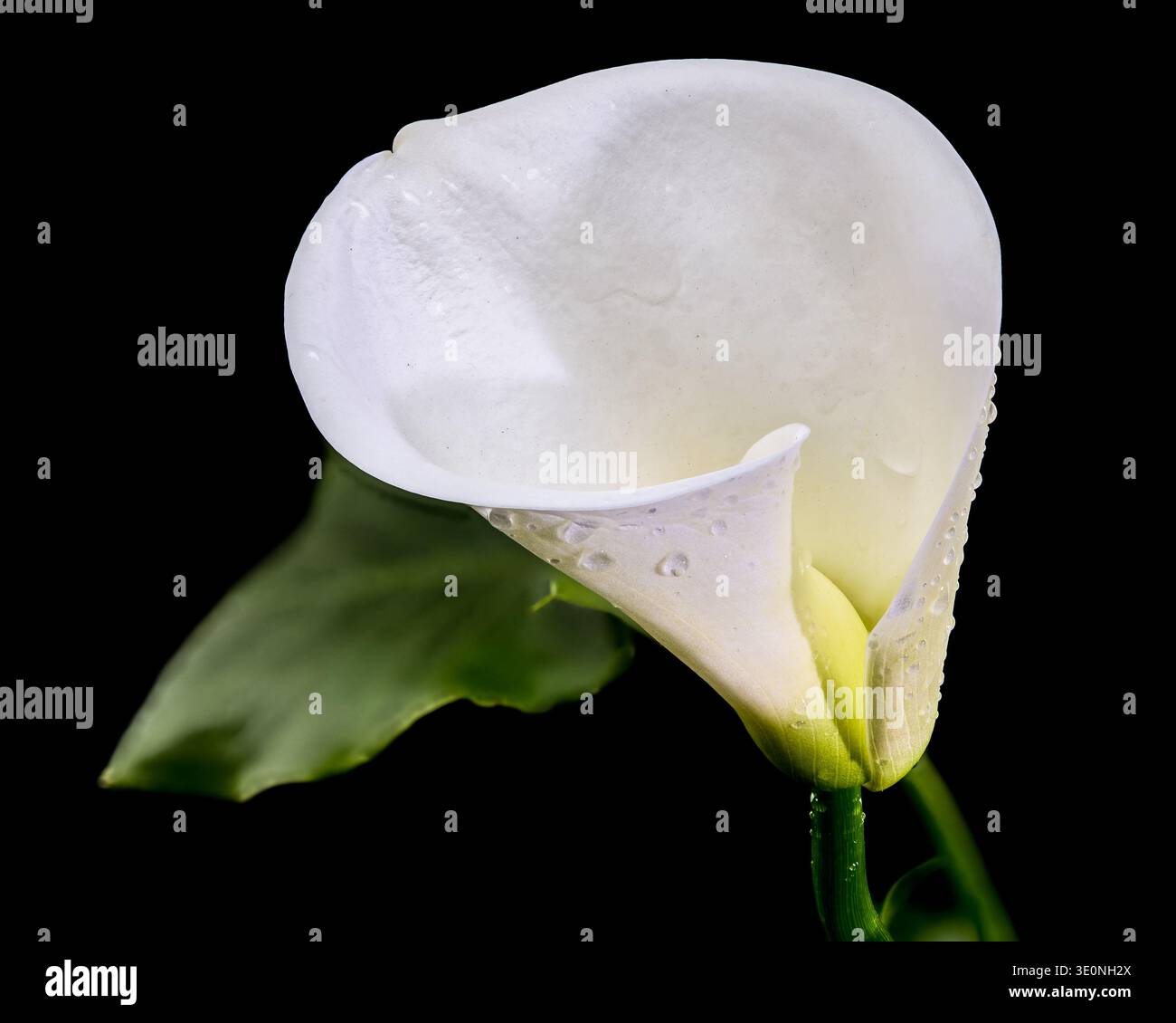 Weiße Calla Lily Blume Isoliert Auf Schwarz Stockfoto