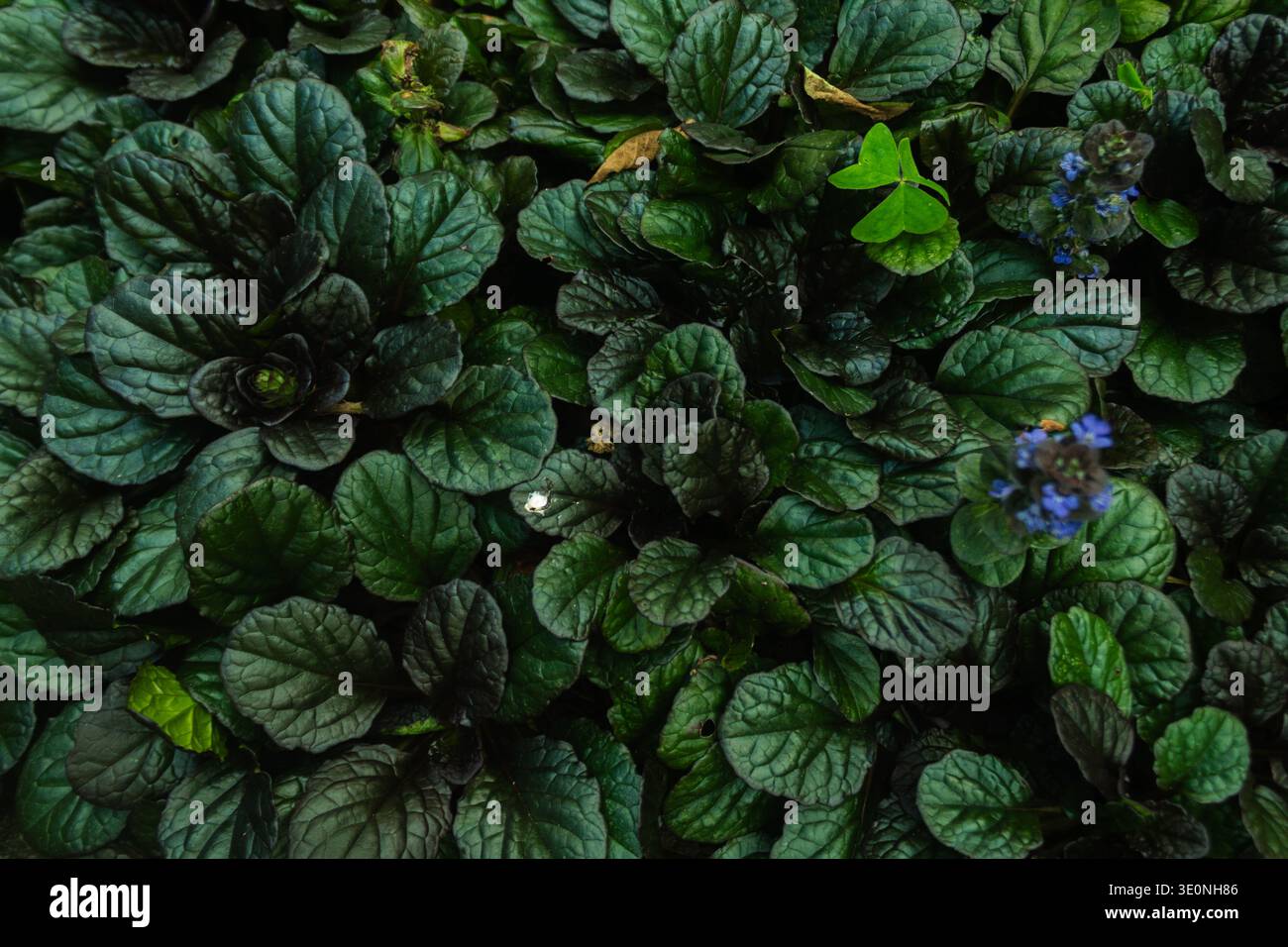 Ajuga Reptans Dark Leaf Bodendeckung Textur Stockfoto
