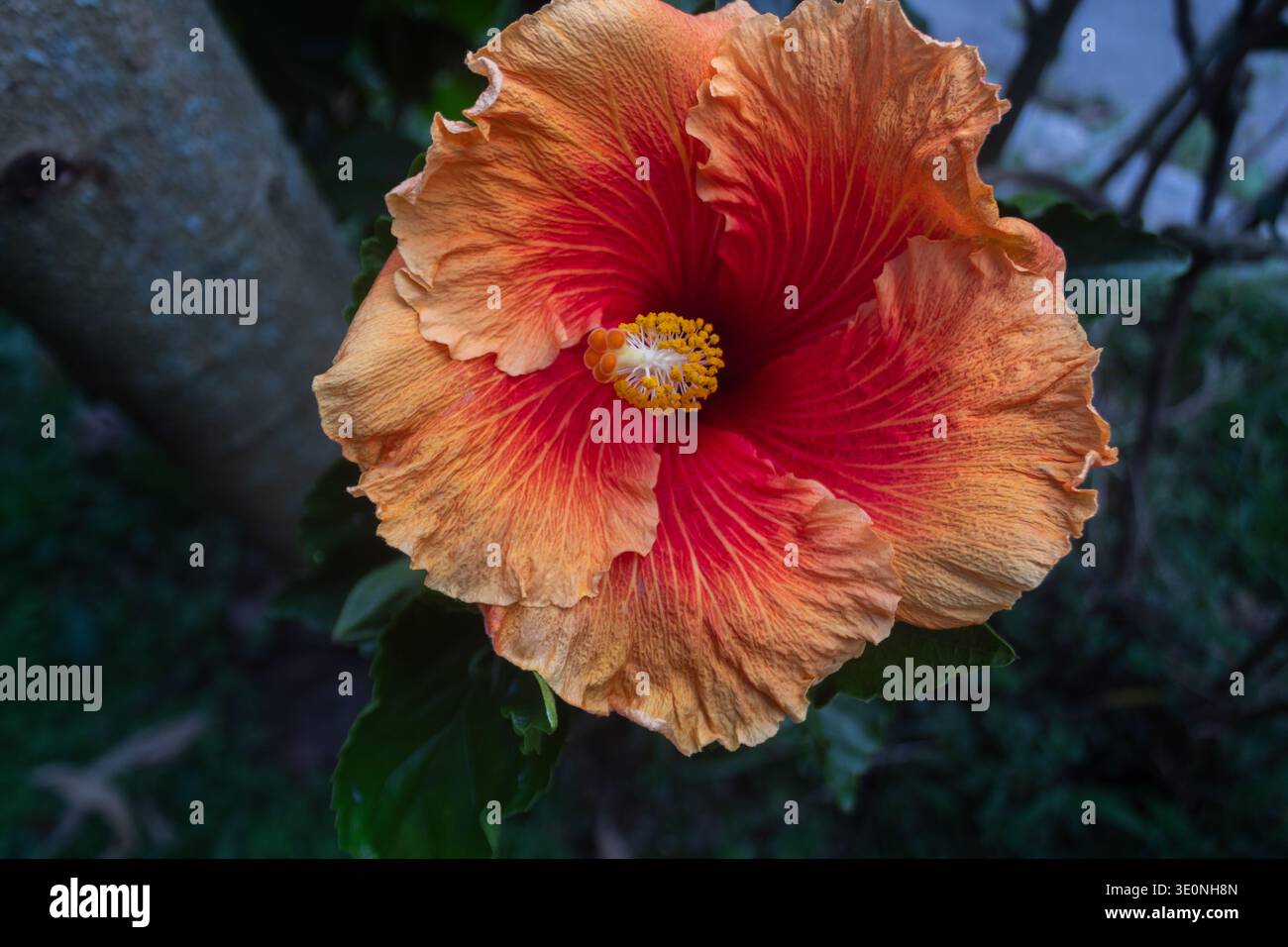 Weiße Hibiskus Tropische Gartenblume Stockfoto