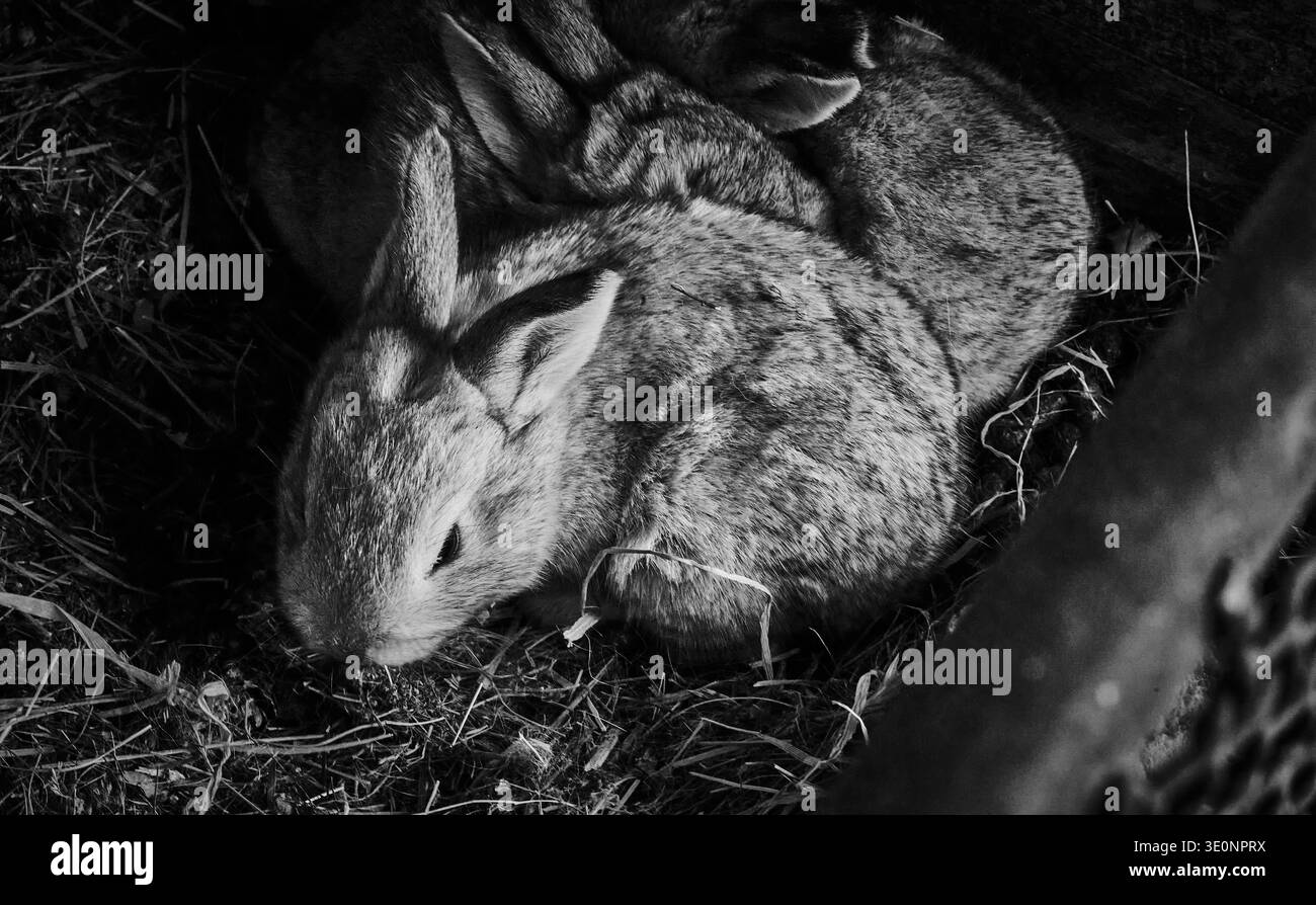 Schlafende Kaninchen ruhen zusammen in einem Strohnest, Schwarzweiß-Nahaufnahmen von Wildtieren. Stockfoto