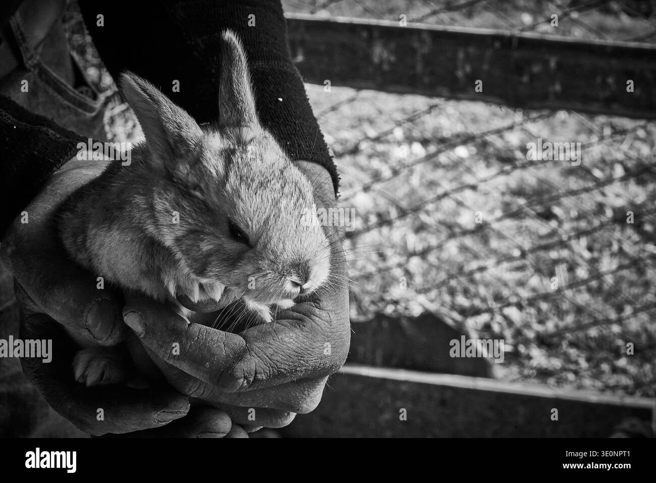 Person, die ein Kaninchen in der Hand hält, Schwarzweiß-Nahaufnahmen von Tieren in ländlicher Umgebung. Stockfoto