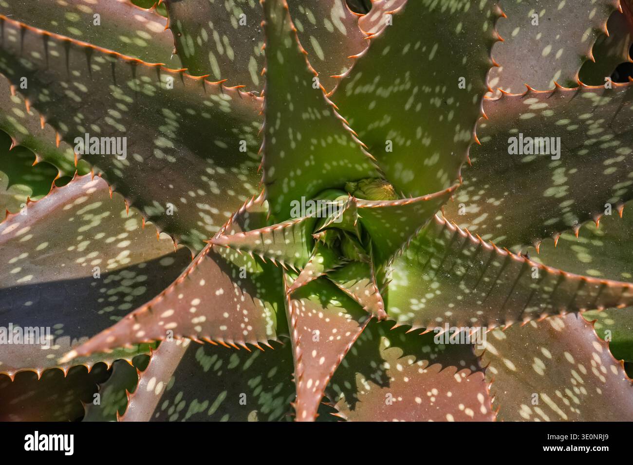 Aloe-Pflanze Bltter mit spitzen Stacheln Stockfotografie - Alamy