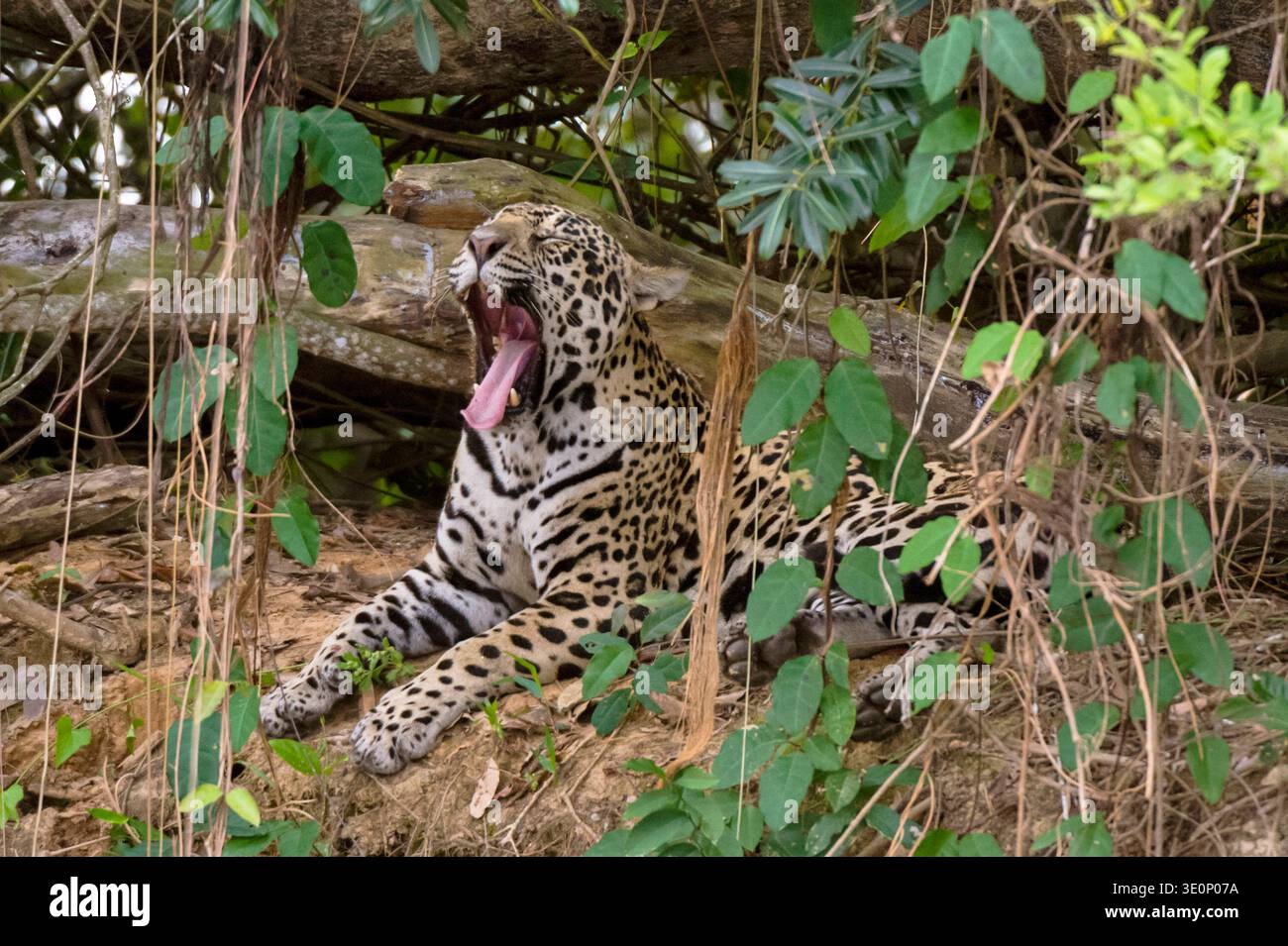 jaguar (Panthera onca) liegt im Wald, Brasilien, Mato Grosso, Pantanal Stockfoto