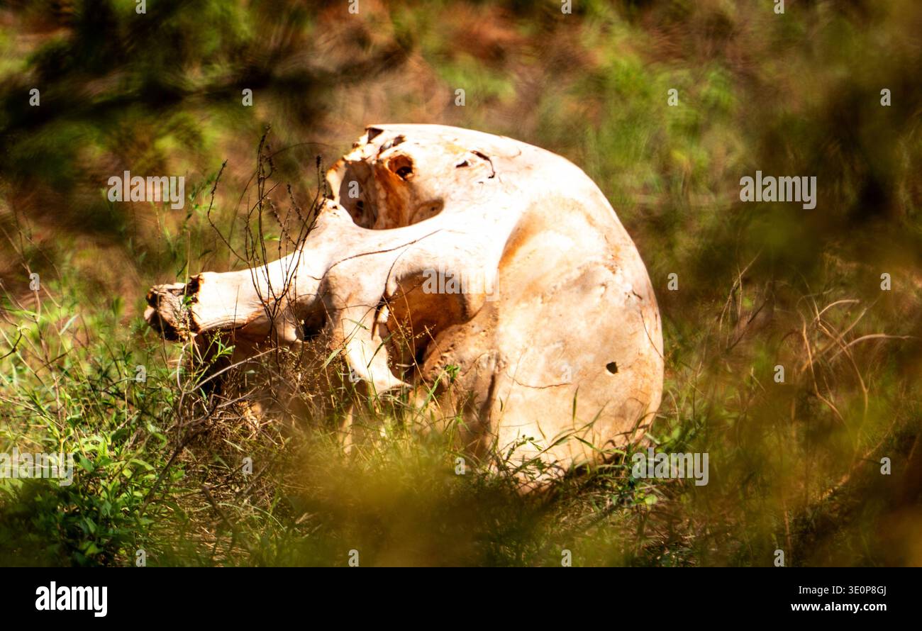 Tierschädel liegt im trockenen Gras und in Sträuchern im Freien, Nahaufnahme mit geringer Schärfentiefe, natürlichem Licht, einsame Szene, die auf Verfall und Wildnis hindeutet Stockfoto