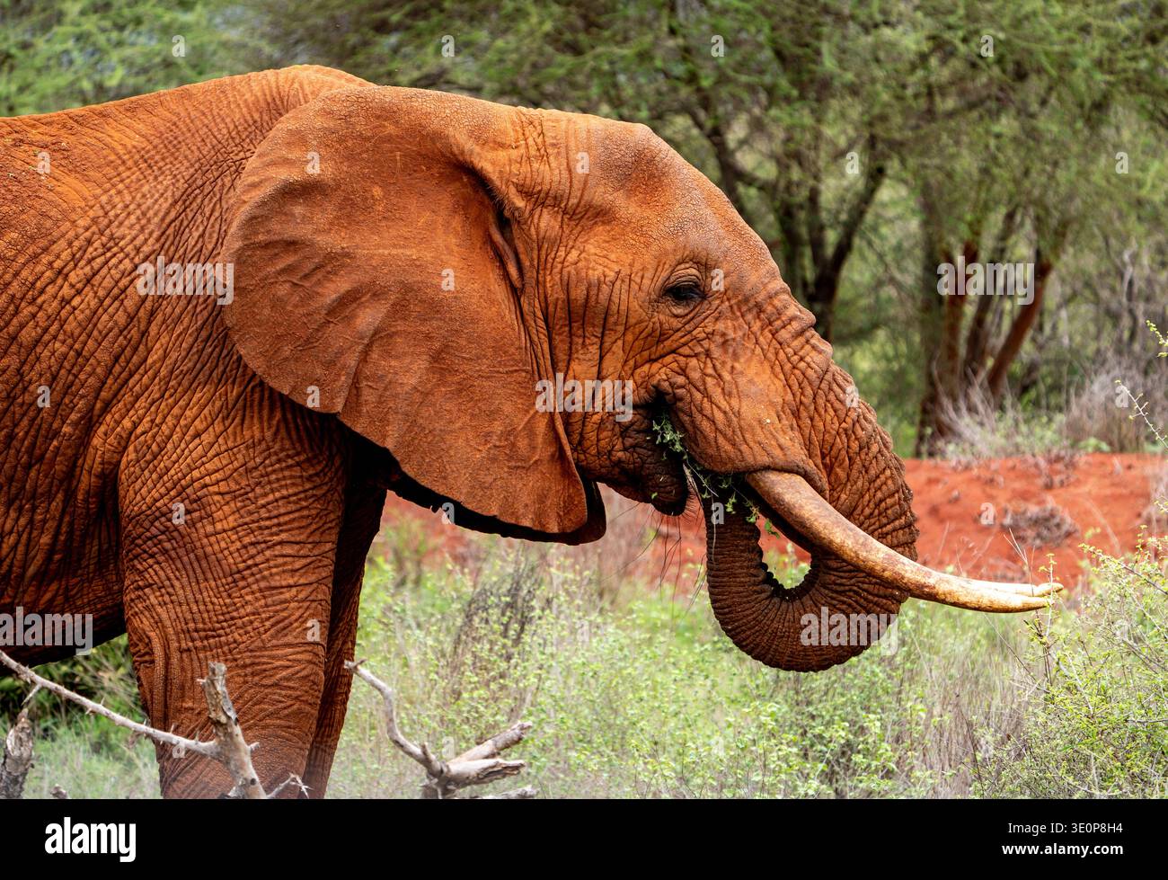 Nahaufnahme des Seitenprofils eines roten afrikanischen Elefanten mit langen Stoßzähnen, die sich im Savannenbusch ernähren, strukturierter Haut und gelocktem Stamm, natürliche Tierwelt. Stockfoto