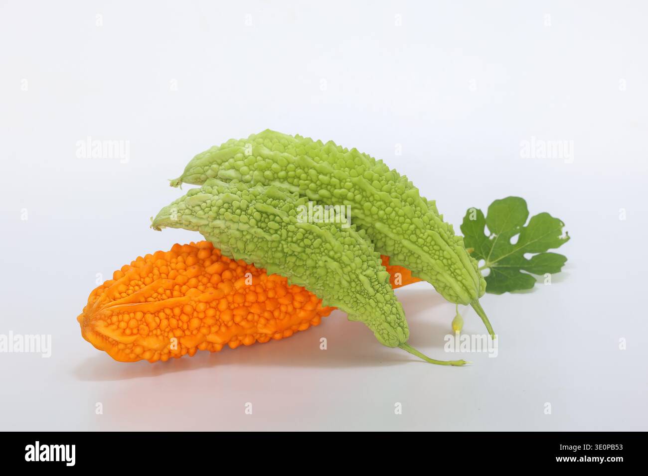 Momordica charantia-Früchte isoliert auf weiß. t wird auch als Bittermelone, Bitterkürbis bezeichnet Stockfoto