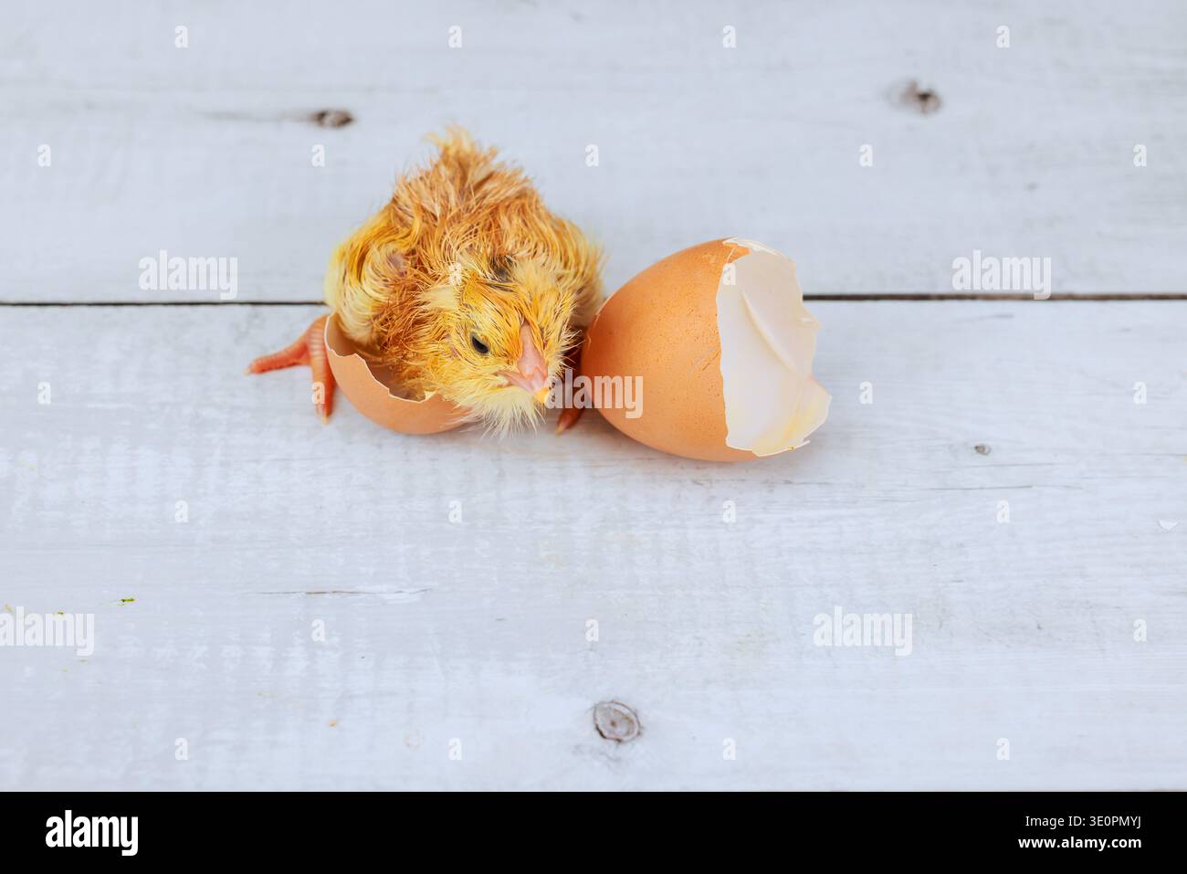 Geschlüpftes Küken taucht aus seiner Eierschale auf glatter Holzoberfläche auf Stockfoto