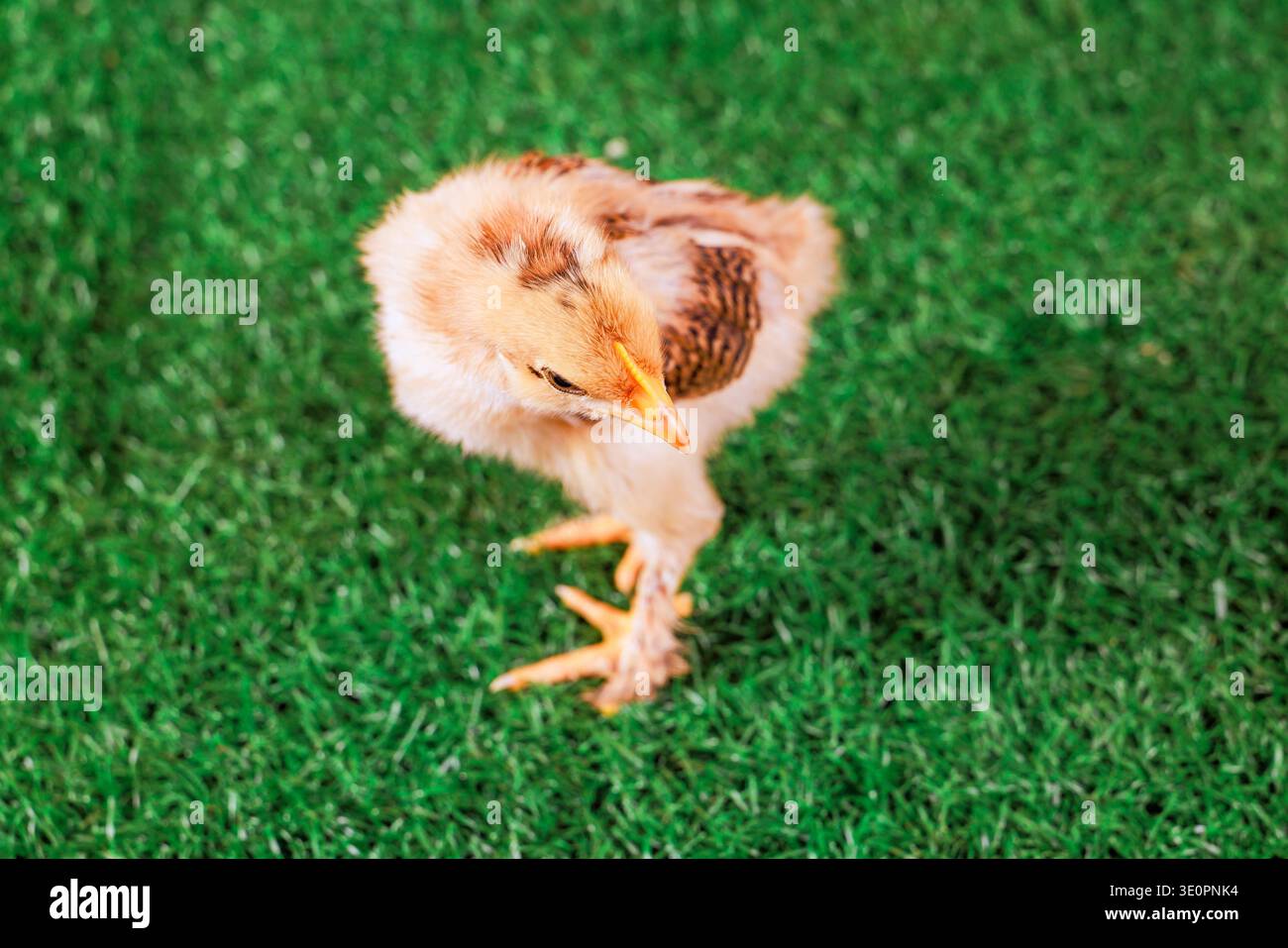 Kleine junge Küken bewegen sich auf grünem Gras draußen auf dem Hof Stockfoto