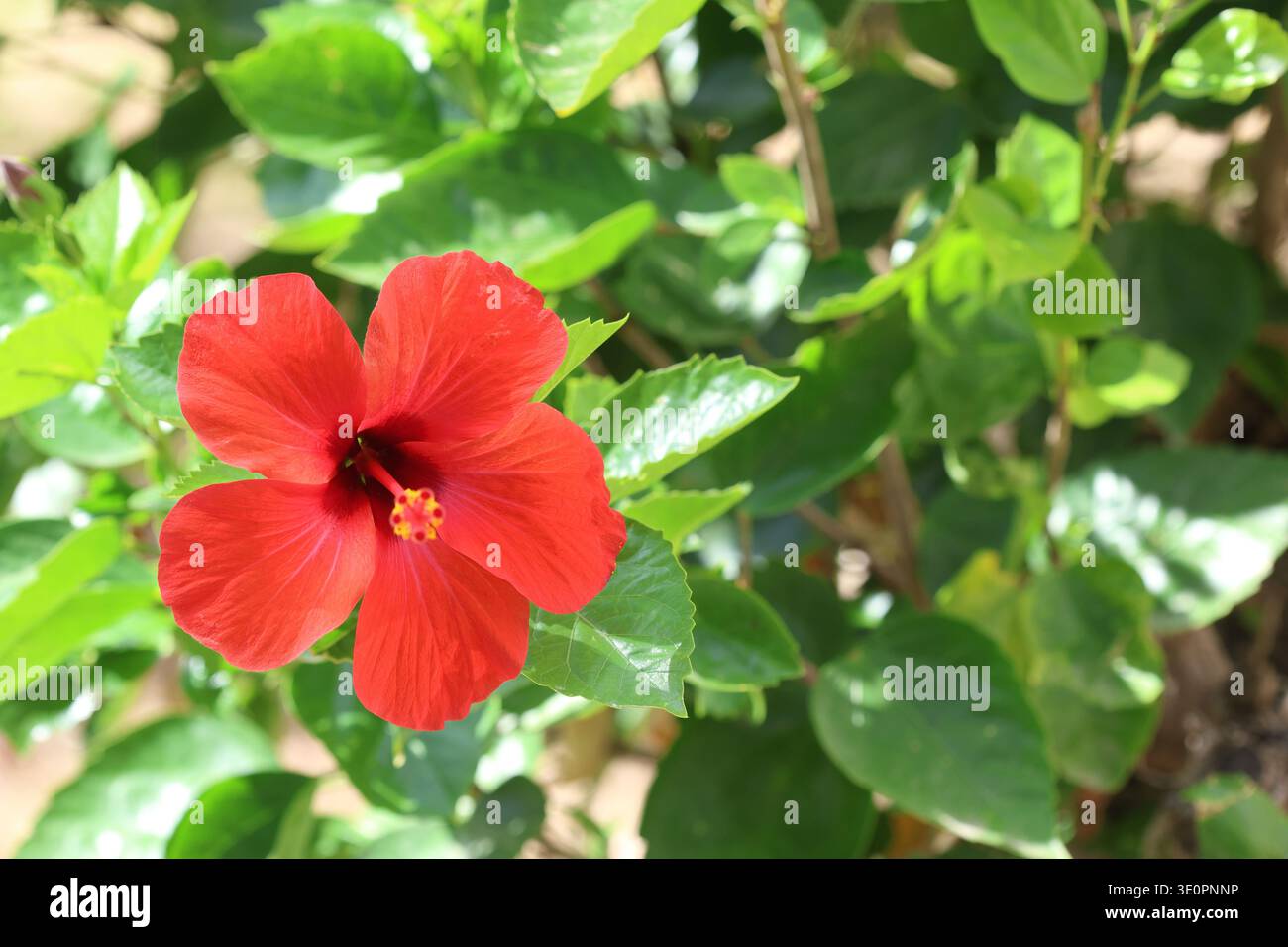 Rote Hibiskusblüte im Park Stockfoto