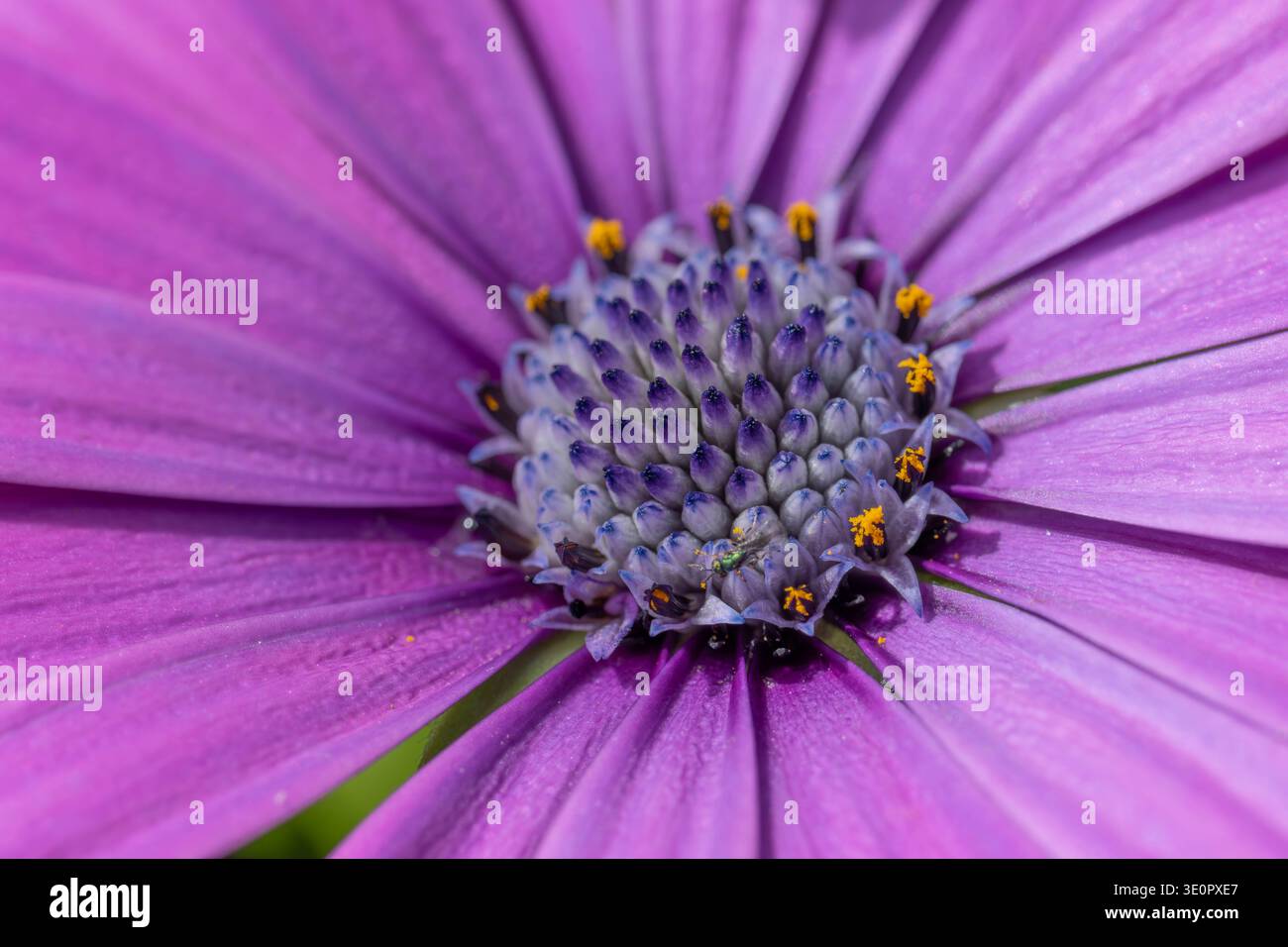 Makro eines Osteospermum ecklonis – Purple Gänseblümchen mit tollen Details und gelben Highlights. Hochwertige Fotos Stockfoto