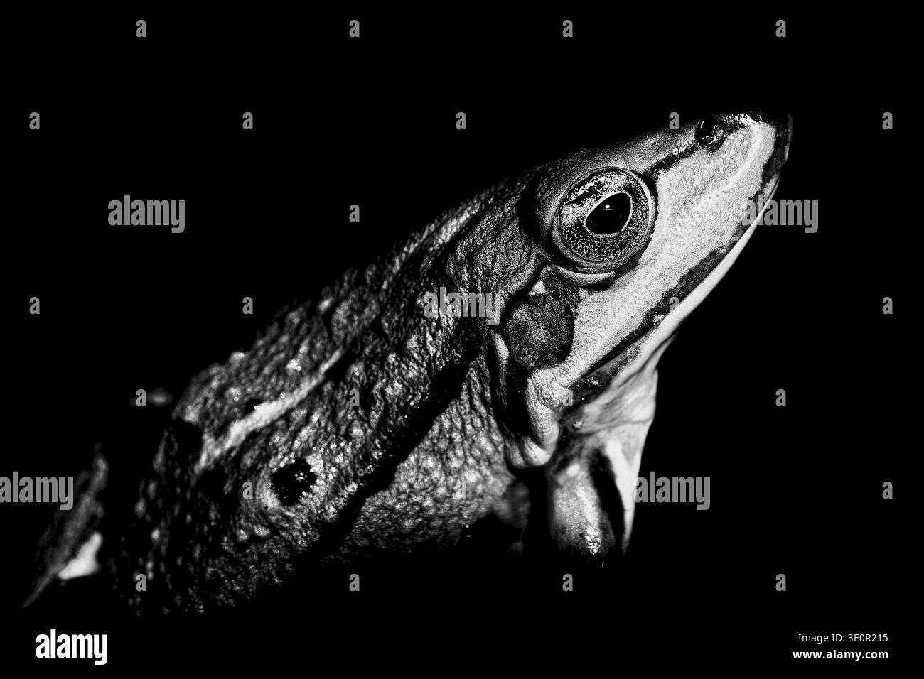 Ein Froschporträt in Schwarz-weiß mit betontem Auge, Teichfrosch (Pelophylax esculentus), Unterfranken, Bayern, Deutschland Stockfoto