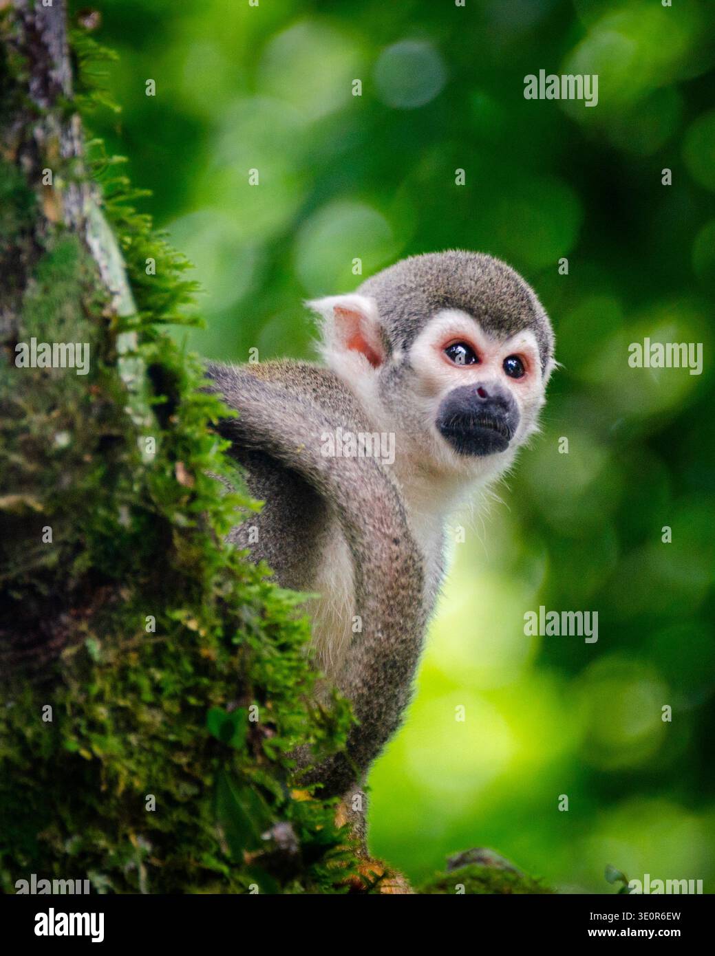 Niedlicher Eichhörnchenaffe, der hinter einem moosbedeckten Baumstamm in einem üppigen tropischen Regenwald blickt. Stockfoto