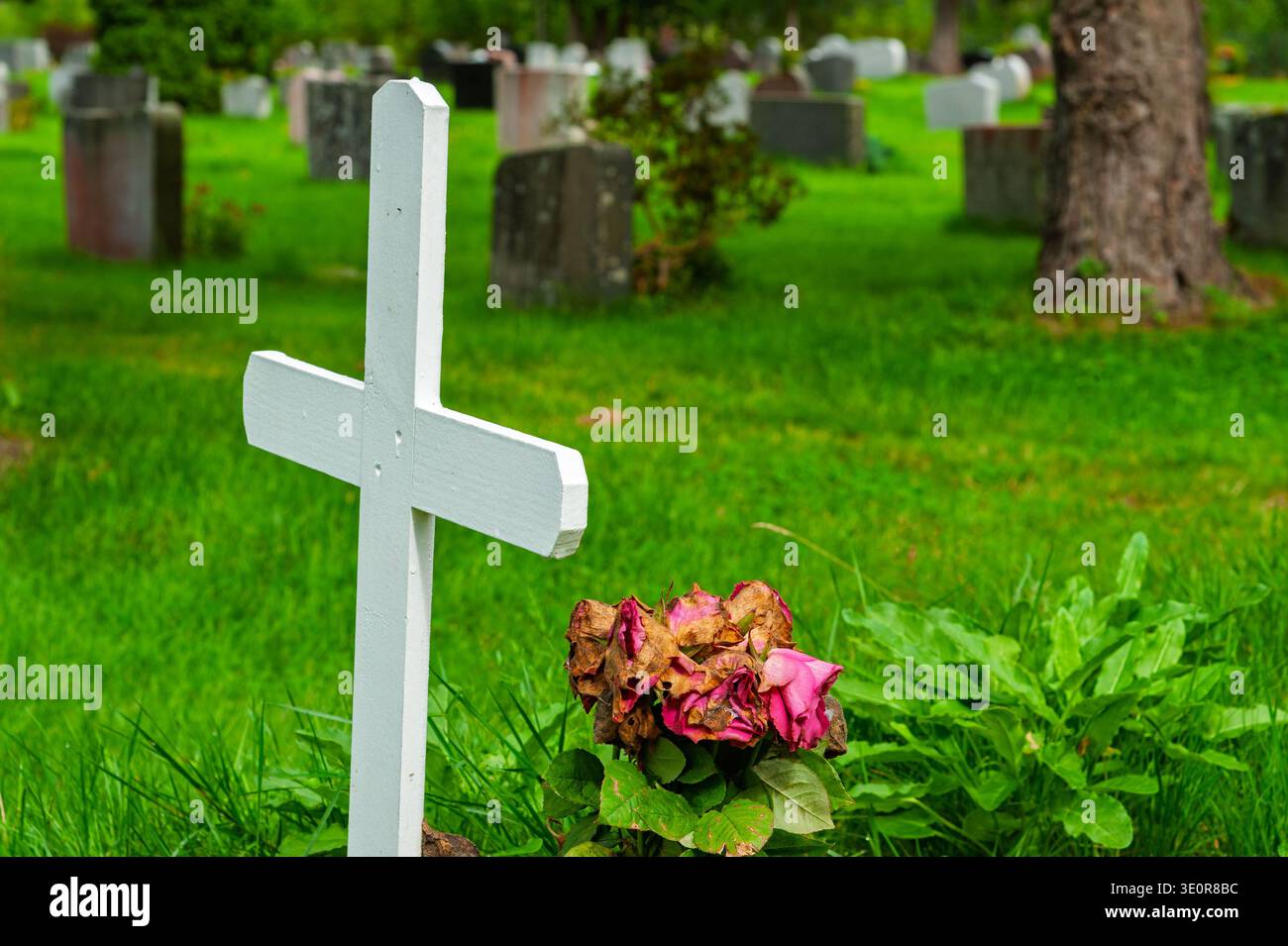 Ein einfaches weißes Kreuz steht stolz auf einem ruhigen Friedhof, begleitet von verblassten rosa Blumen. Das üppige, leuchtend grüne Gras sorgt für eine ruhige und reflektierende Atmosphäre Stockfoto