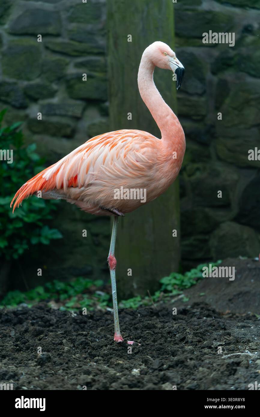 Ein rosafarbener Flamingo steht auf einem Bein im Zoo von Edinburgh, Schottland, mit einer Steinmauer im Hintergrund Stockfoto