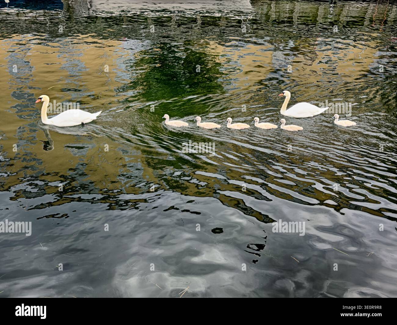 Eine Gänsefamilie mit fünf Babys schwimmt durch einen der Kanäle in Kopenhagen. Stockfoto