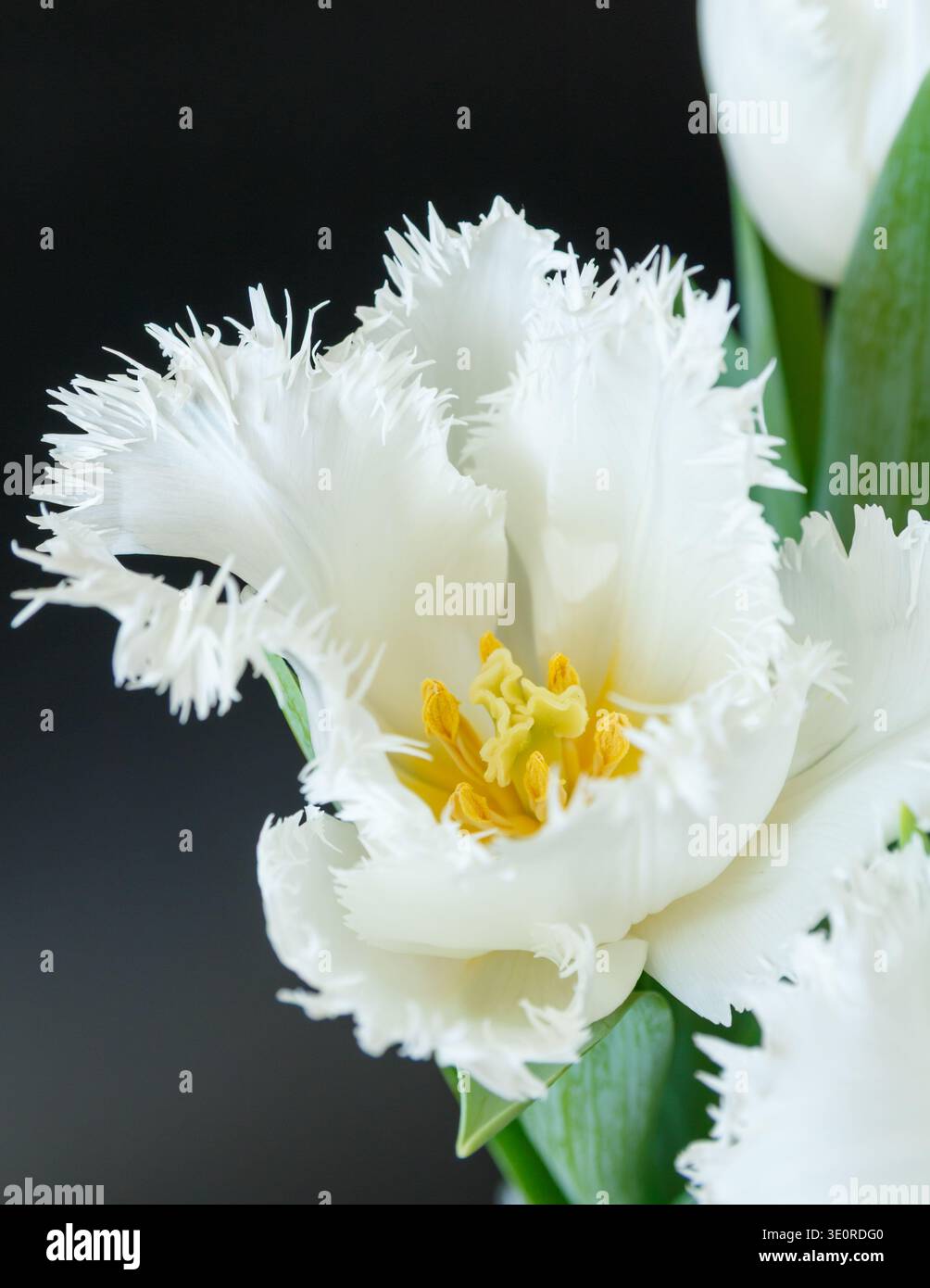 Die Schönheit der Tulpen Stockfoto