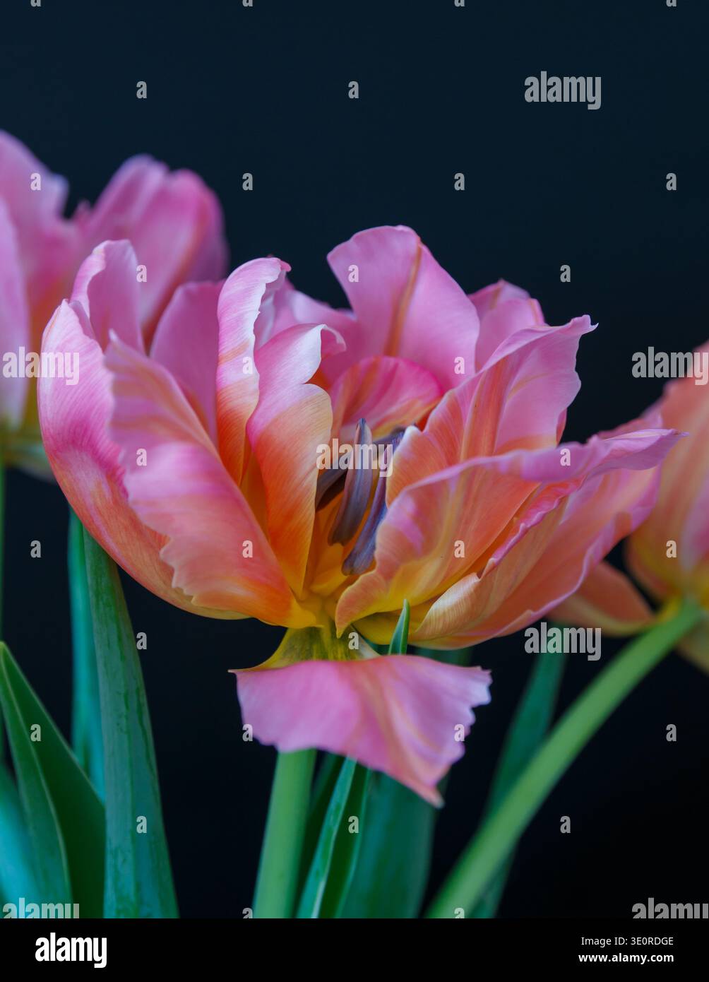 Die Schönheit der Tulpen Stockfoto