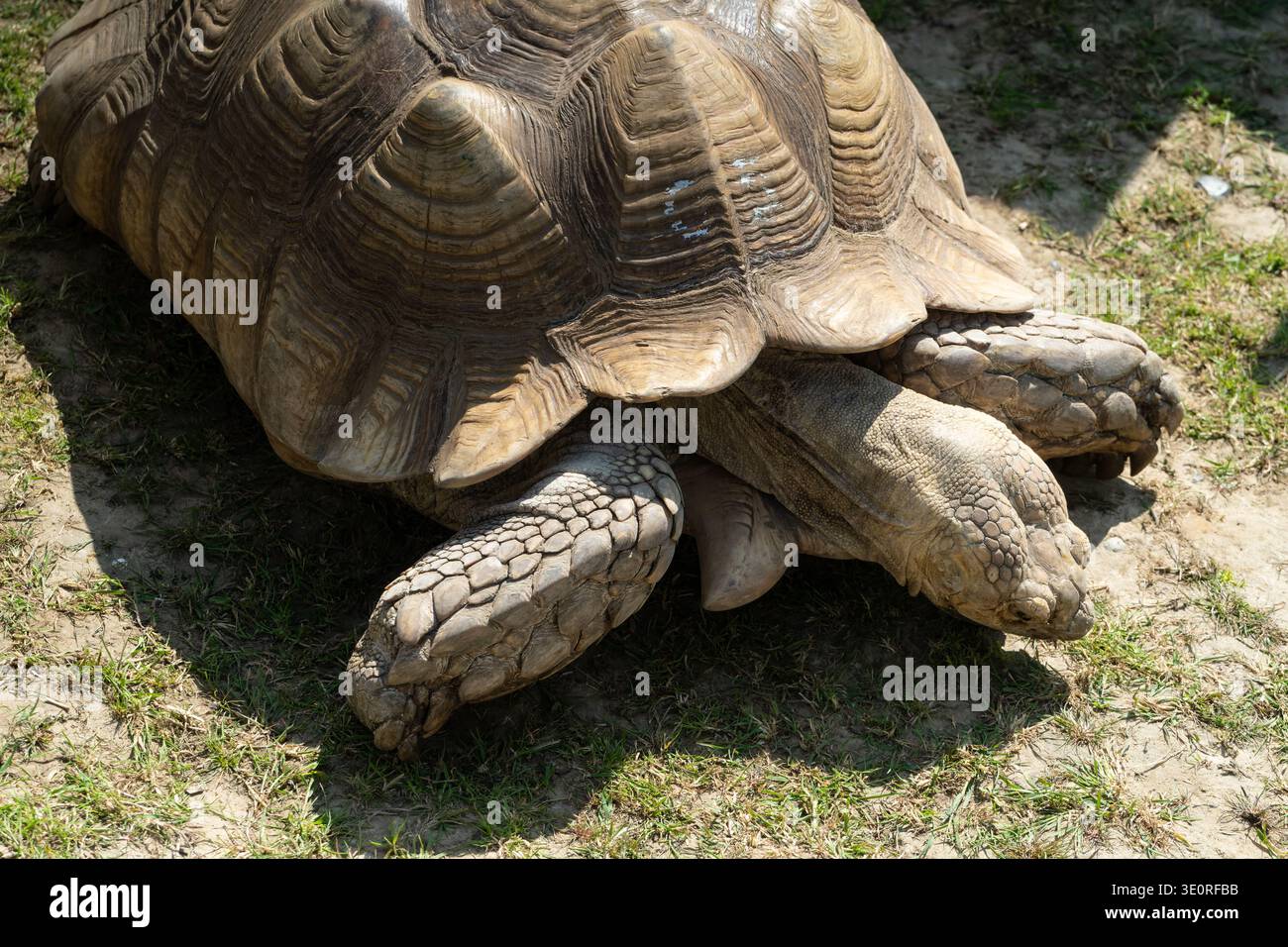 Nahaufnahme einer großen Schildkröte, die auf Gras und Sandboden in Kent liegt und detaillierte Muscheln und schuppige Beine zeigt Stockfoto