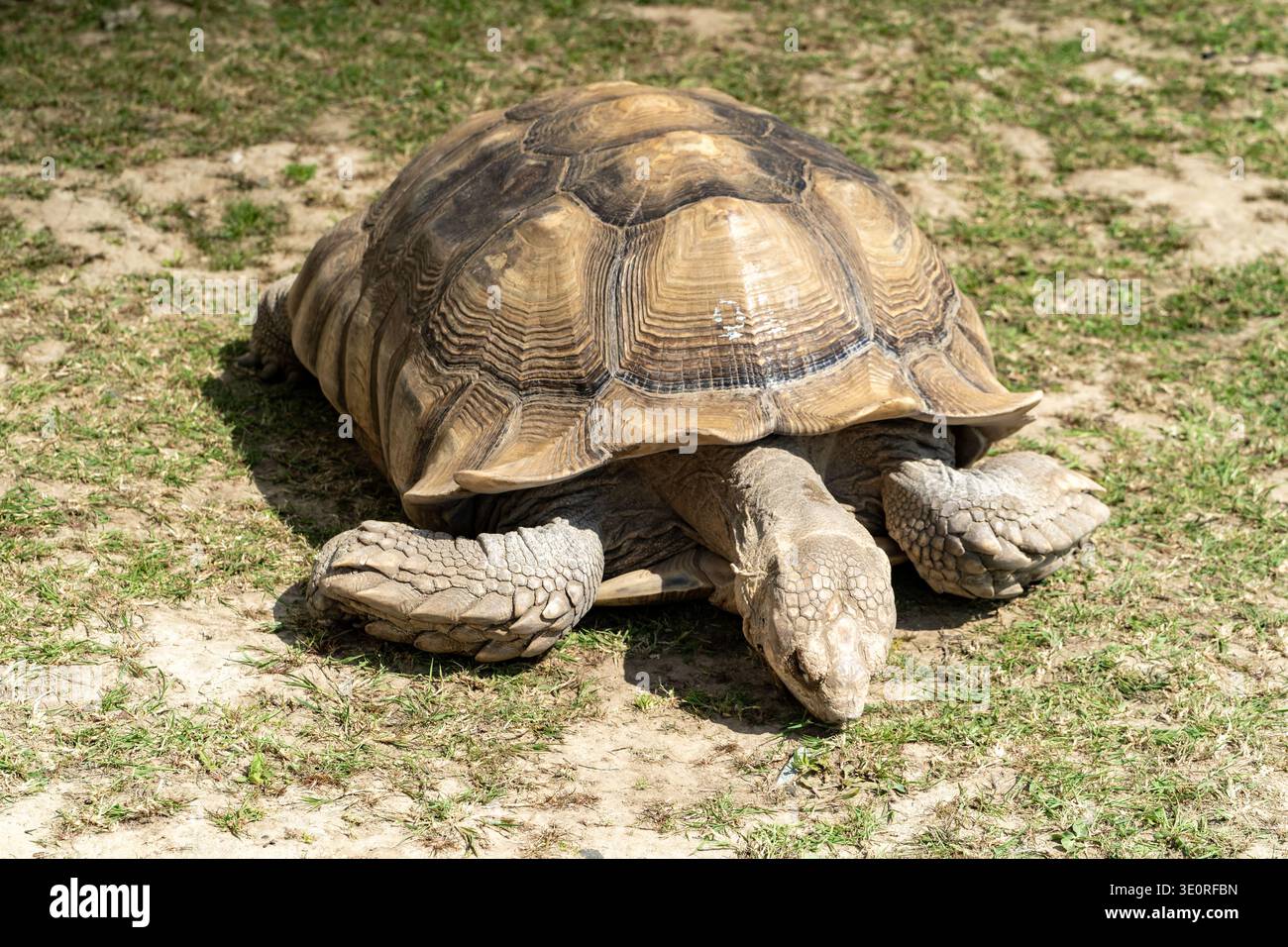 Große Schildkröte auf sandigem Boden mit Gras, mit detailliertem Muschelmuster und schuppigen Beinen in Kent, Großbritannien Stockfoto