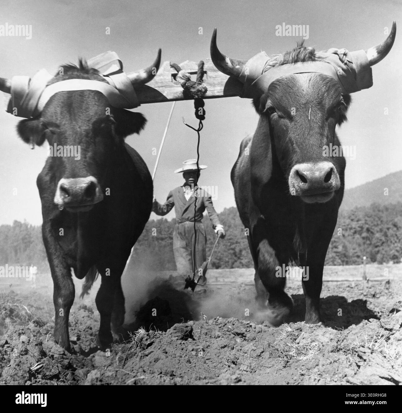 Bauer pflügt ein Feld mit zwei Ochsen, Mexiko Stockfoto