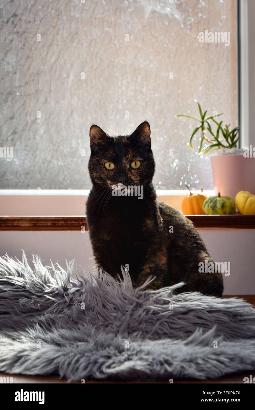 Schildpatt 'tortie' Katze posiert drinnen und sieht in die Kamera Stockfoto