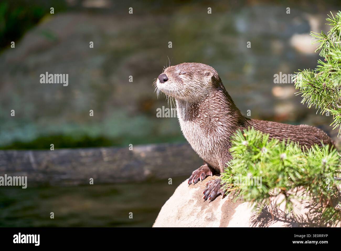 Nordamerikanische Flussotter an einem sonnigen Tag Stockfoto