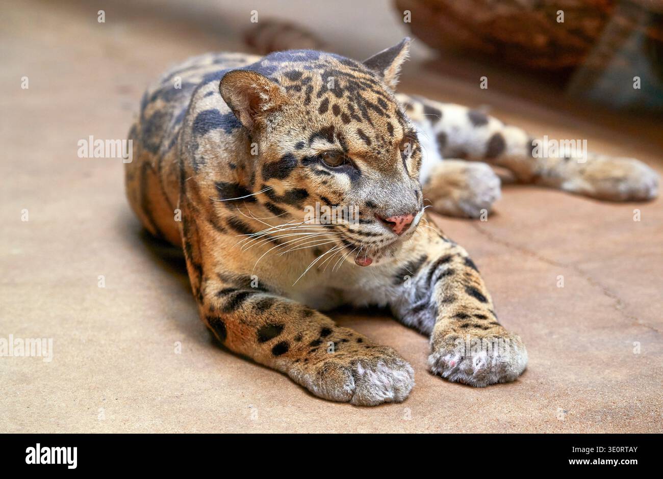 Bewölkter Leopard aus nächster Nähe im Zoo Stockfoto