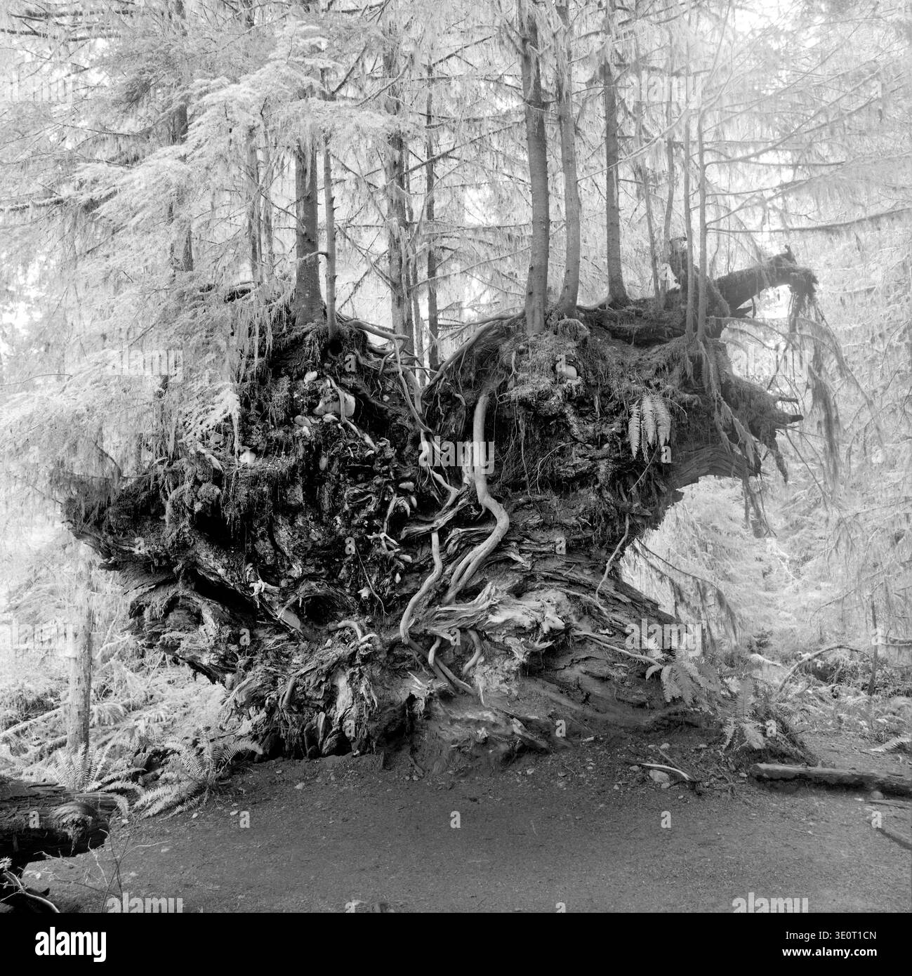 HB45708-00....WASHINGTON - große Wurzelkugel mit Bäumen, die darauf wachsen, befindet sich im Hoh Rain Forest, Olympic National Park. Stockfoto