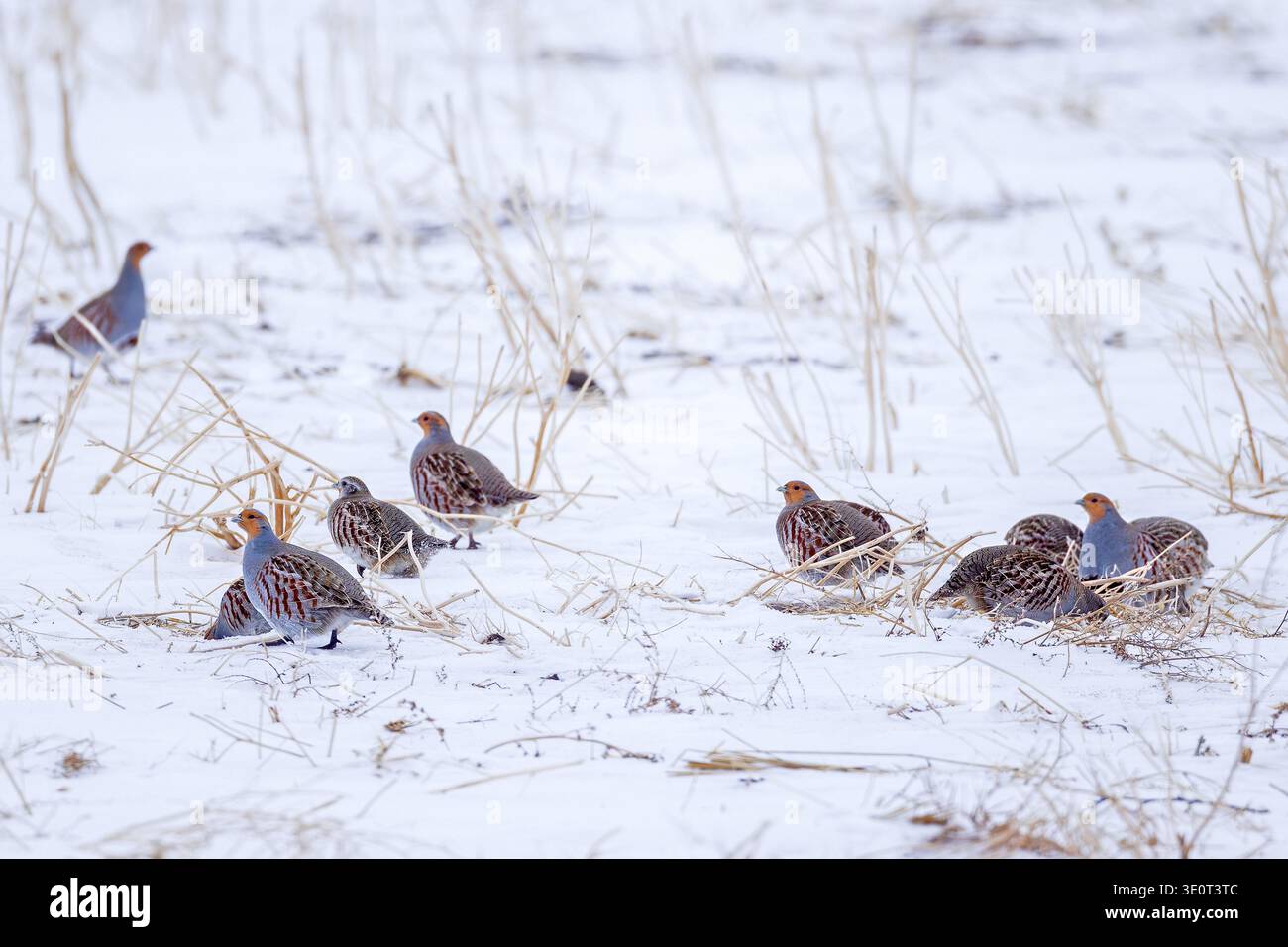 Covey der grauen Rebhühner / englische rebhühner / hunnen (Perdix perdix), Rebhühner-Gruppe, die im Winter auf schneebedeckten Ackerflächen / Ackerflächen auf der Suche ist Stockfoto