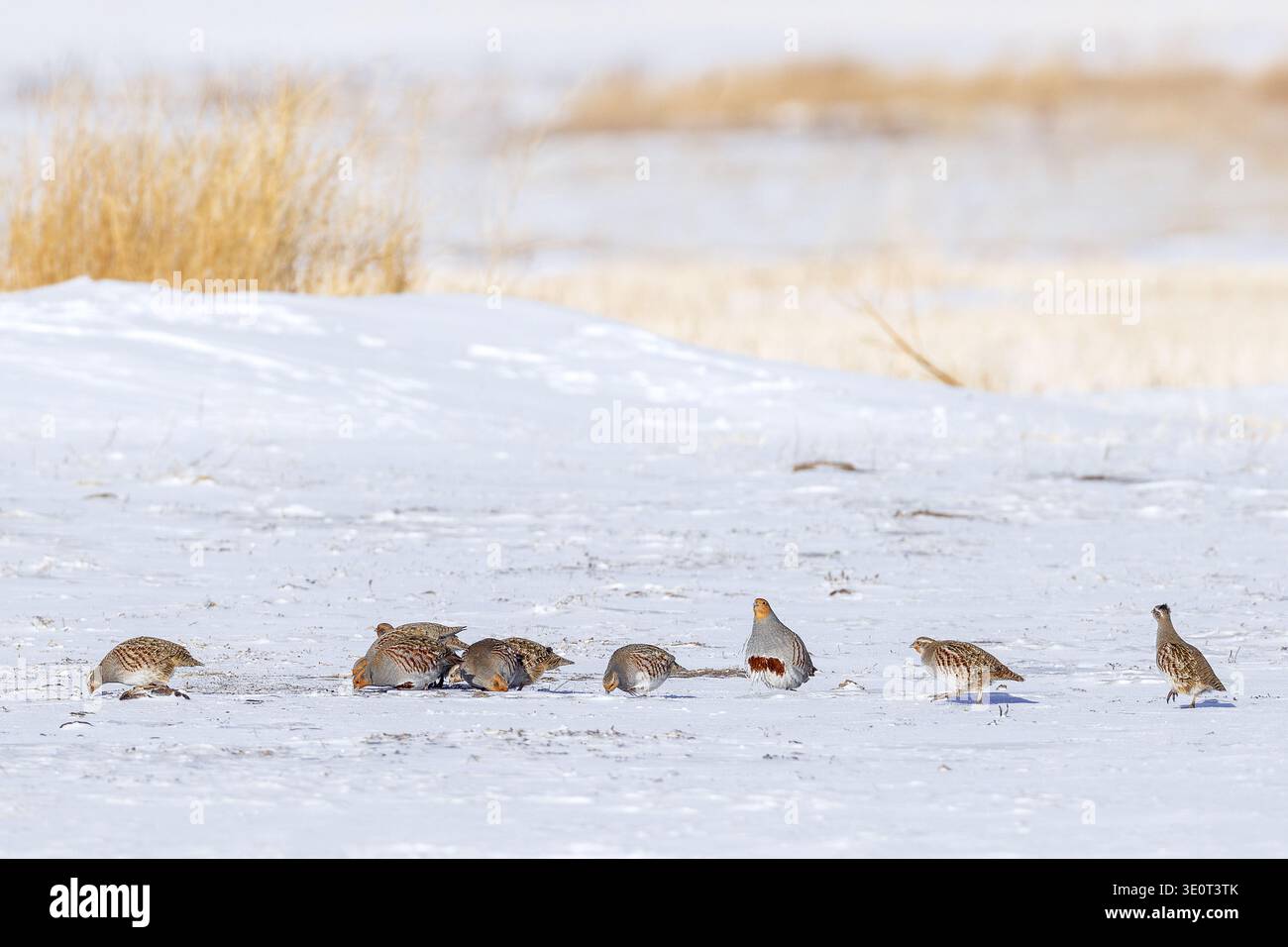Covey der grauen Rebhühner / englische rebhühner / hunnen (Perdix perdix), Rebhühner-Gruppe, die im Winter auf schneebedeckten Ackerflächen / Ackerflächen auf der Suche ist Stockfoto