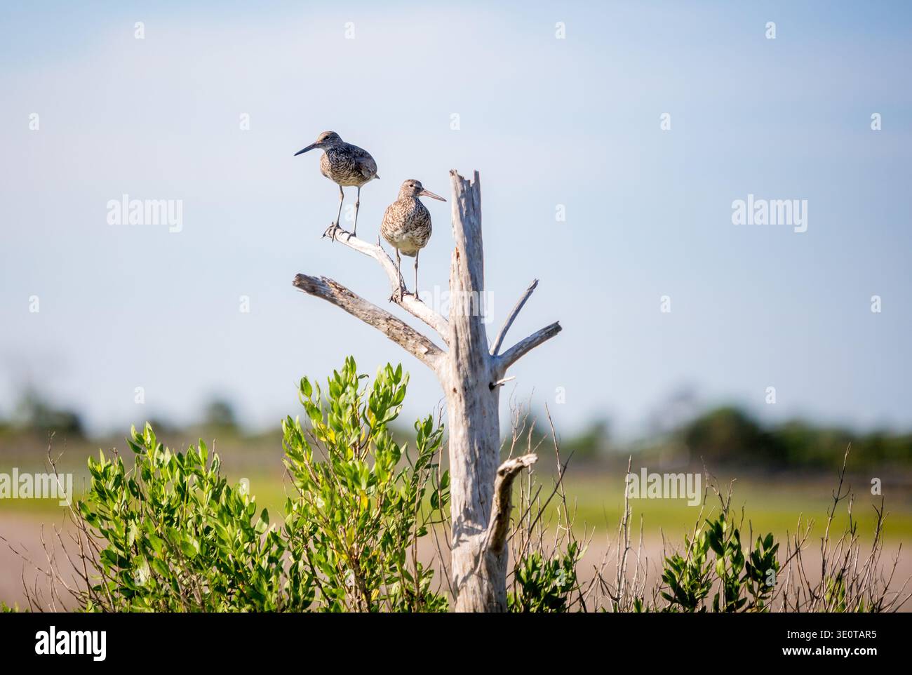 Zwei Willets (Tringa semipalmata) in einem toten Baum in Assateague Island National Seashore, Maryland Stockfoto