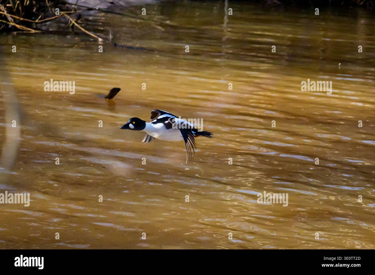 Gewöhnliches Goldeneye im Flug. Bucephala clangula, ein männliches gewöhnliches Goldeneye, das während des Fluges über einer dunklen Wasseroberfläche gefangen wurde und sein unverwechselbares W zeigt Stockfoto