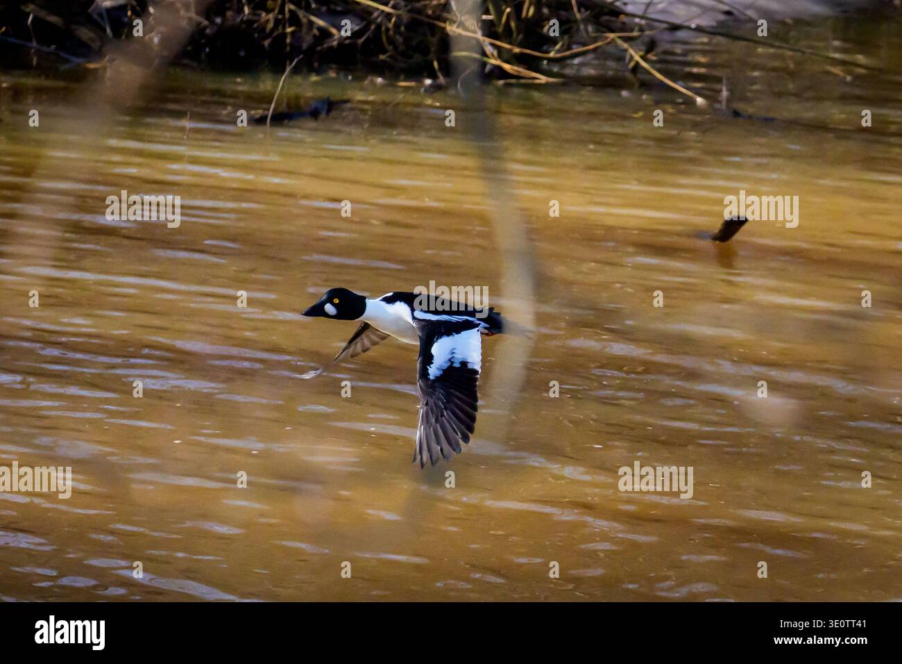Gewöhnliches Goldeneye im Flug. Bucephala clangula, ein männliches gewöhnliches Goldeneye, das während des Fluges über einer dunklen Wasseroberfläche gefangen wurde und sein unverwechselbares W zeigt Stockfoto