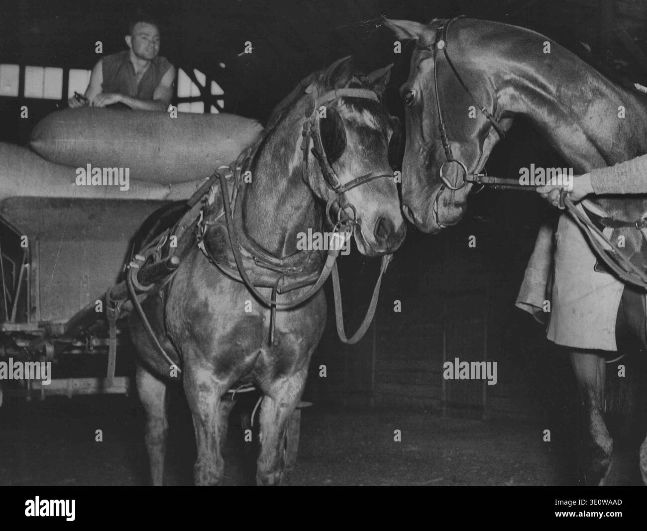 Foxzami war nicht zu stolz, gestern in den Flemington-Stallungen des Melbourne Cup-Siegers mit der gewöhnlichen Mary Pickford zu schnuppern. Mary, 37-jährige Stute Stockfoto