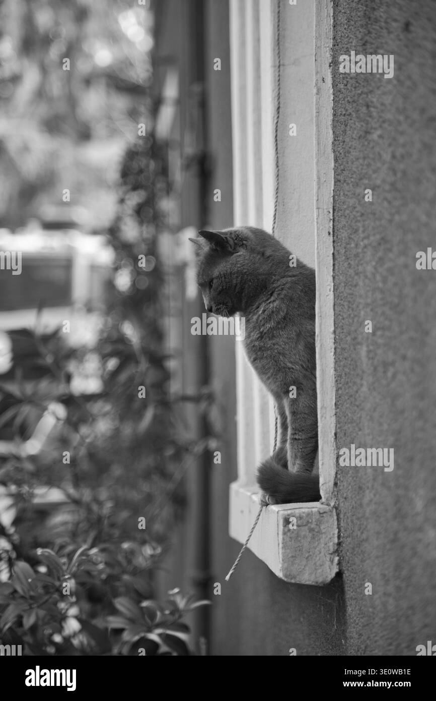 Eine graue Katze, die nachdenklich an Einem Fenster in Istanbul sitzt. Stockfoto