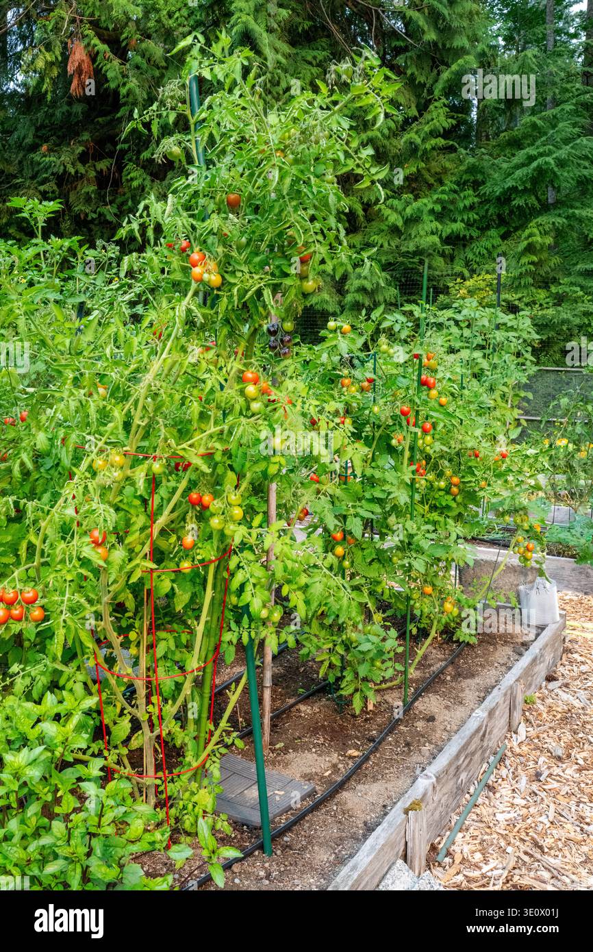 Issaquah, Washington, USA. Reife Kirschtomaten auf dem Weinanbau in einem Hochbeet-Gemeinschaftsgarten Stockfoto