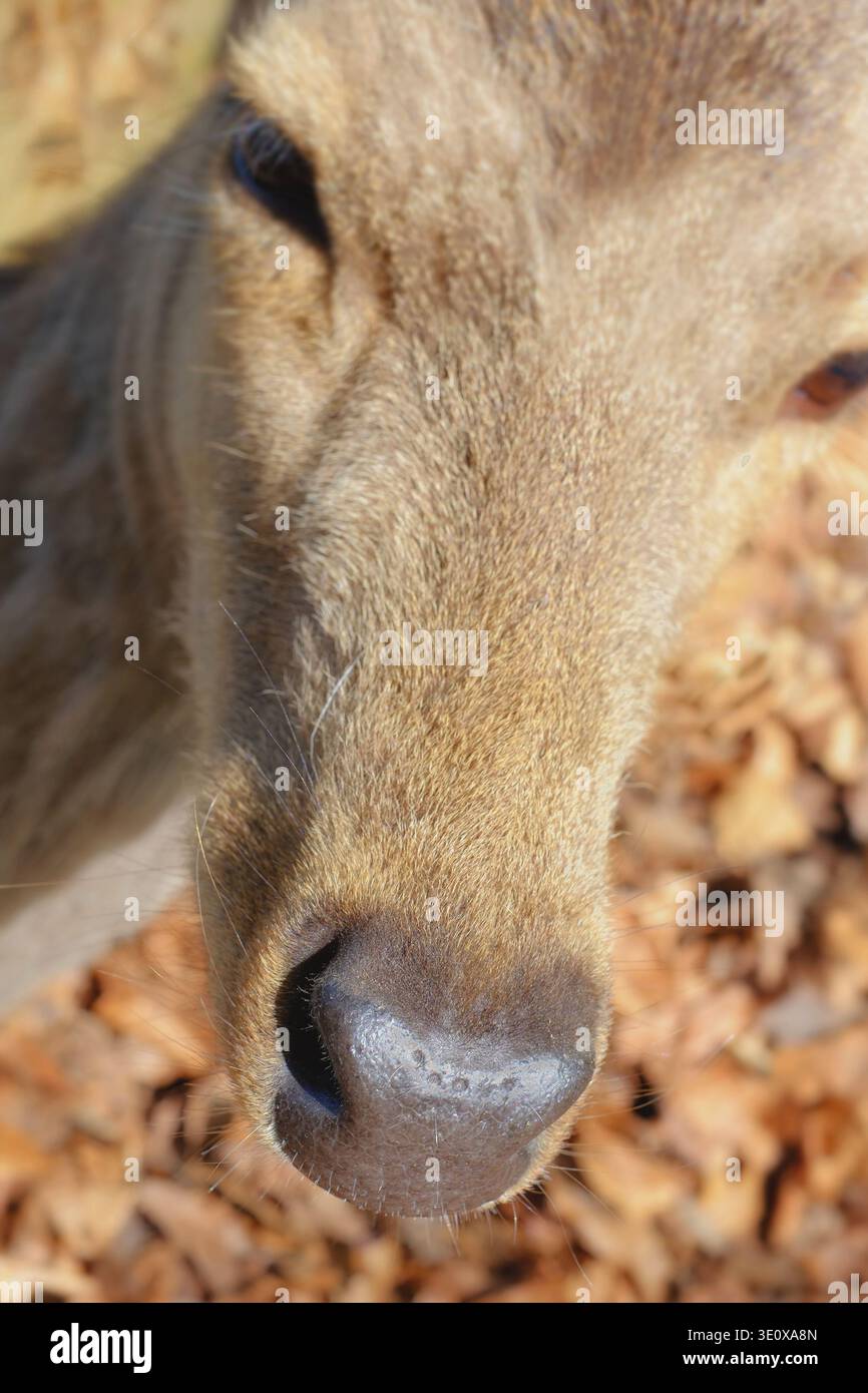 Nahaufnahme, Hirsche und Nase von Tieren in der Natur für Säugetiere, Pflanzenfresser und natürliche Lebensräume. Wald, Hirsch und Überlebensinstinkte zur Beobachtung Stockfoto