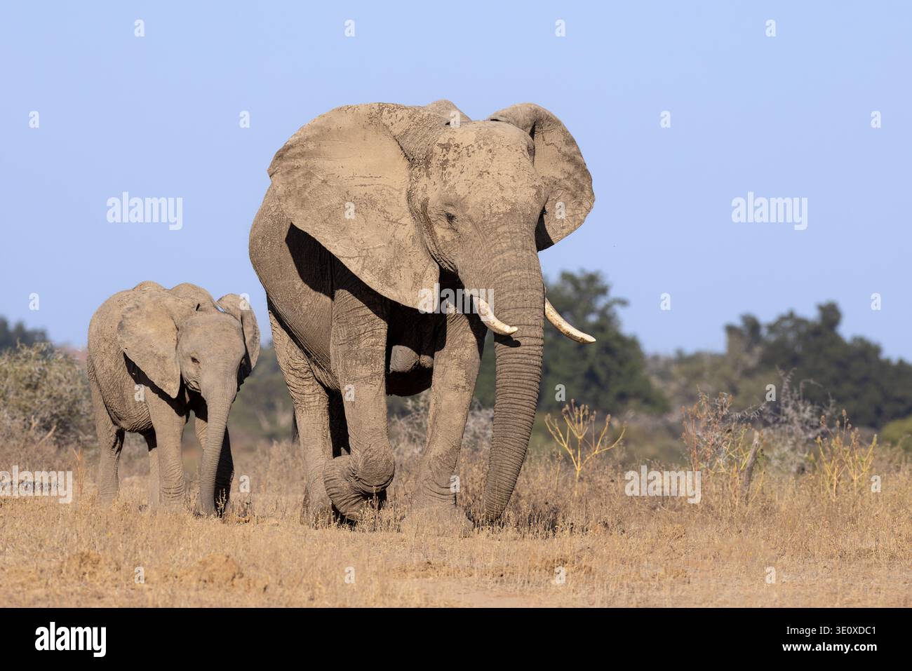 Eine afrikanische Elefantenkuh und ihr junges Kalb gehen gemeinsam durch das Trockenrasengebiet des Moremi Game Reserve, Botswana. Stockfoto