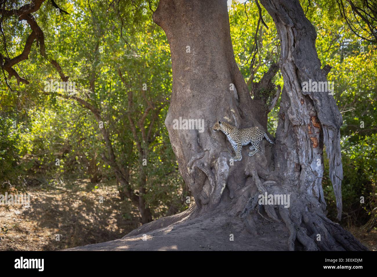 Ein junger wilder Leopard (Panthera pardus), der aus dem Stamm eines riesigen Baumes im Flusswald von Mashatu, Botswana, blickt. Stockfoto