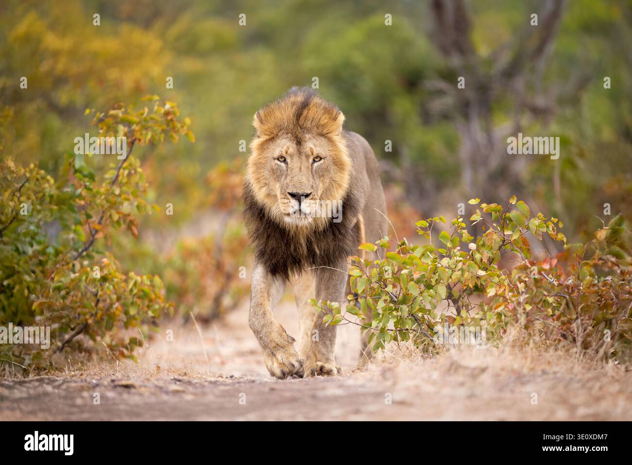Ein majestätischer männlicher afrikanischer Löwe (Panthera leo) mit einer dicken Mähne, der durch den Busch in Richtung der Kamera in Mashatu, Botswana, wandert. Stockfoto
